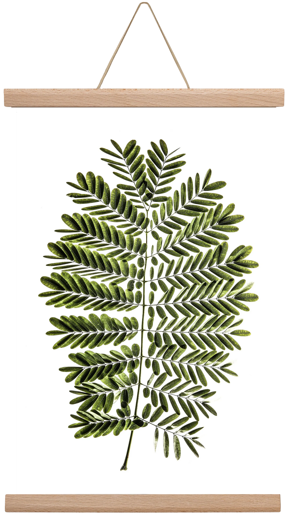 Leaf study - artbridge
