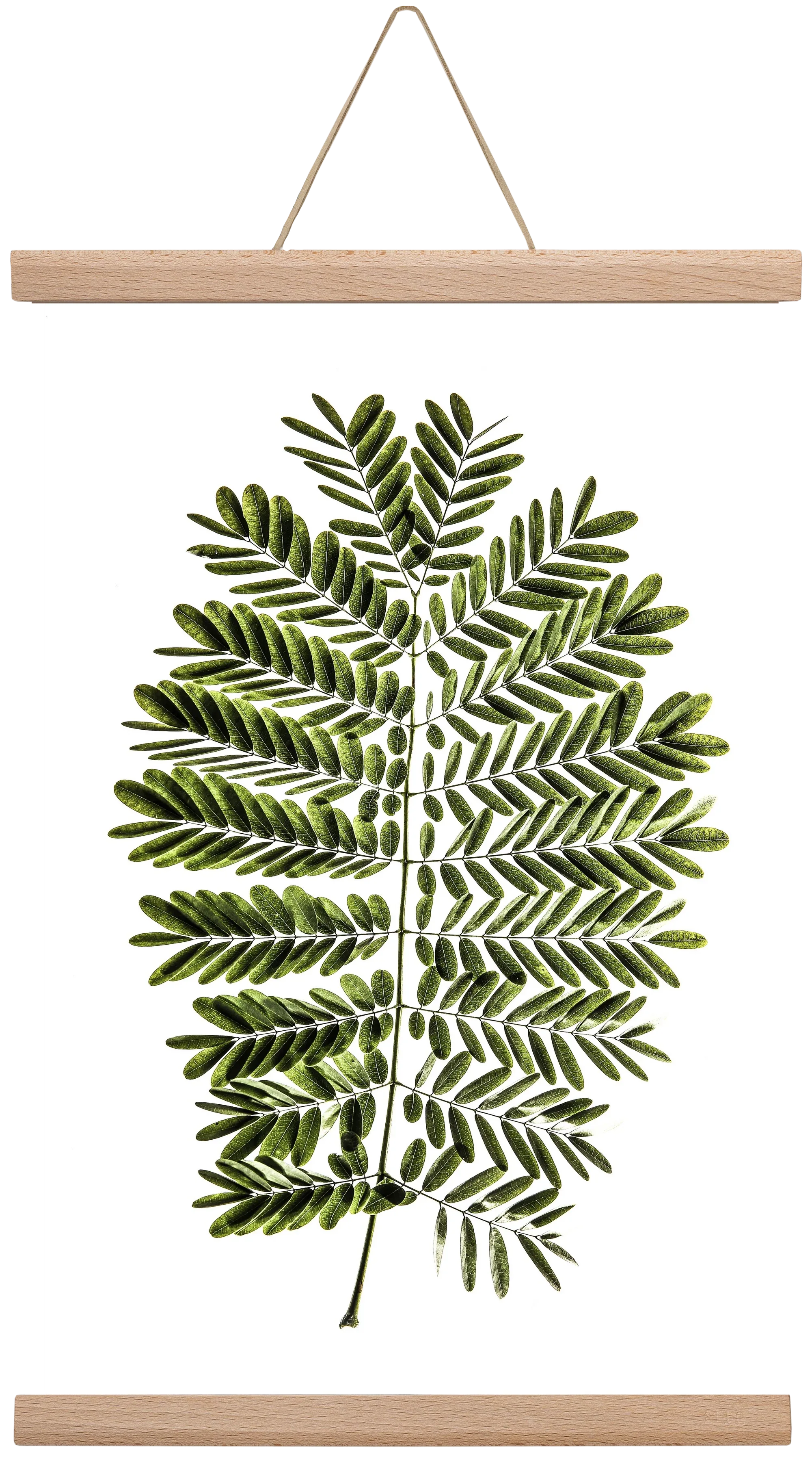Leaf study - artbridge