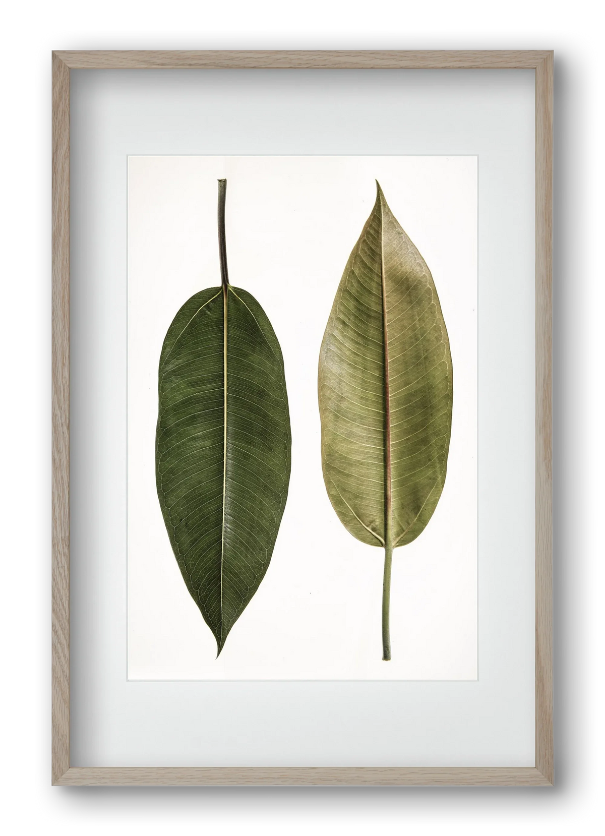 Leaf study II. - artbridge