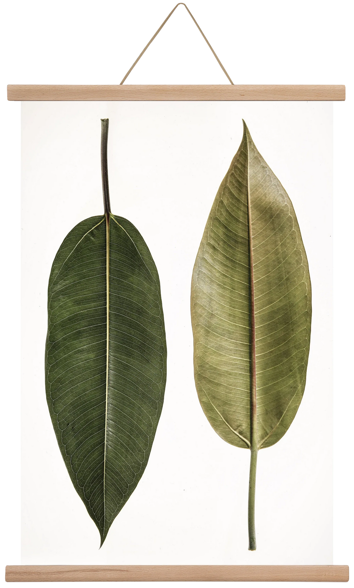 Leaf study II. - artbridge