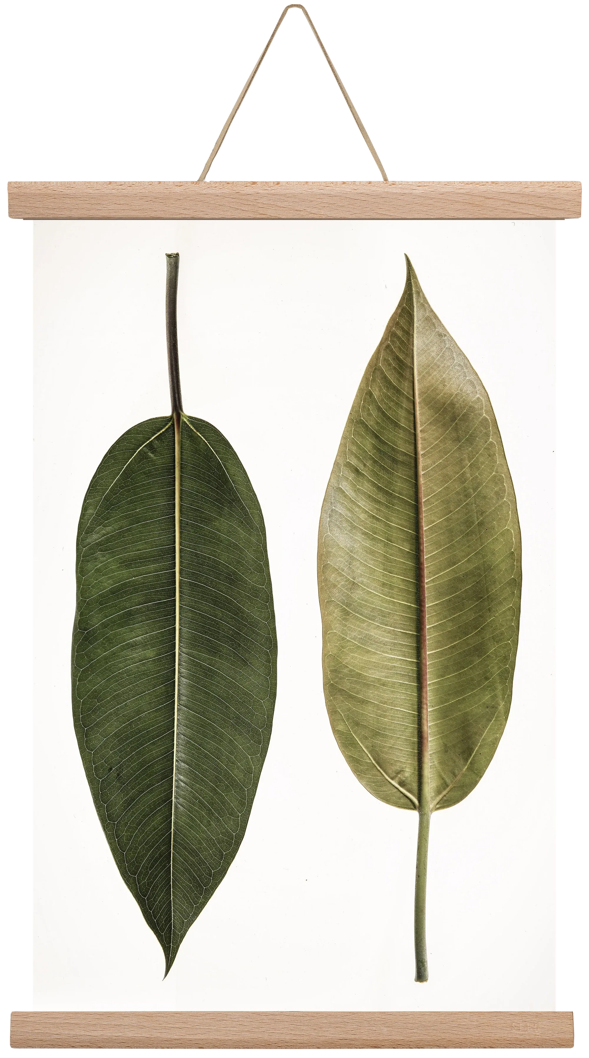 Leaf study II. - artbridge