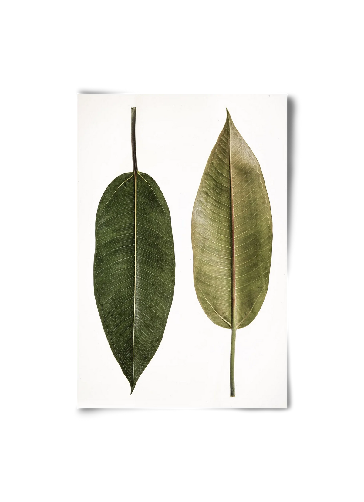 Leaf study II. - artbridge