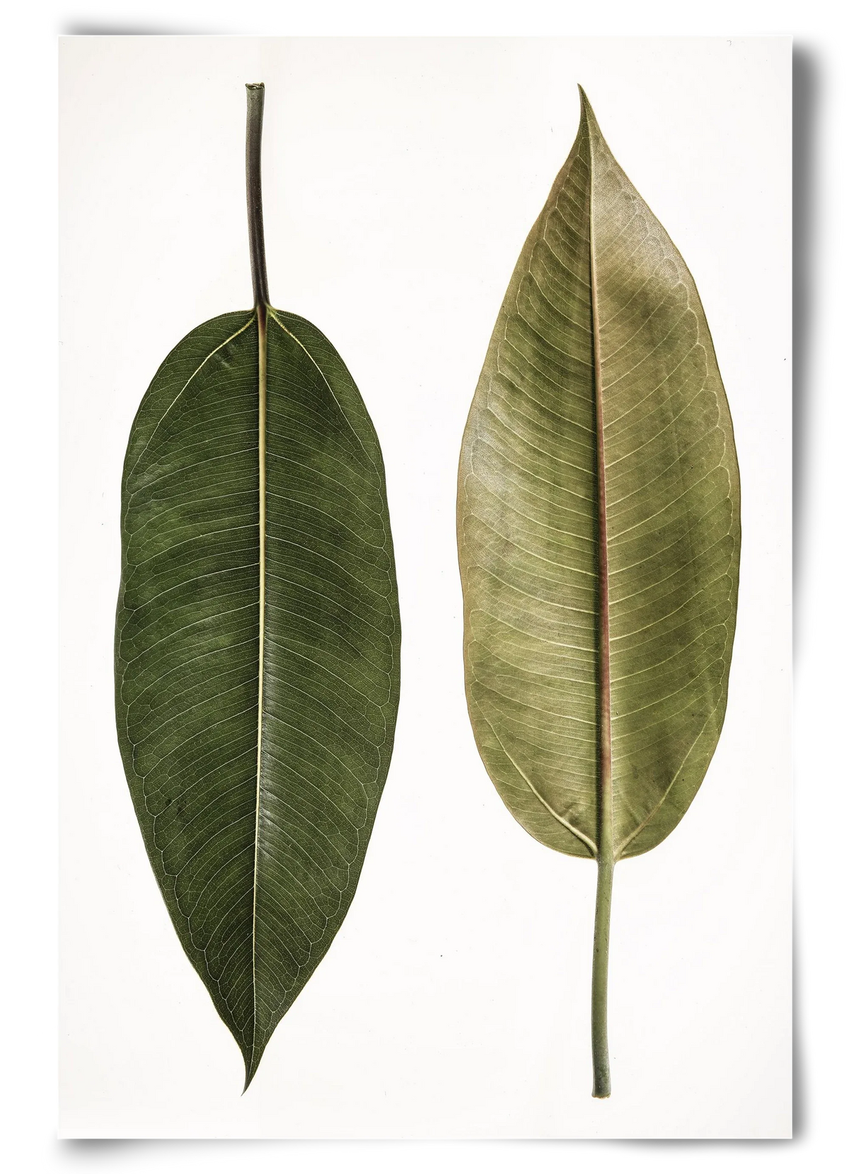 Leaf study II. - artbridge