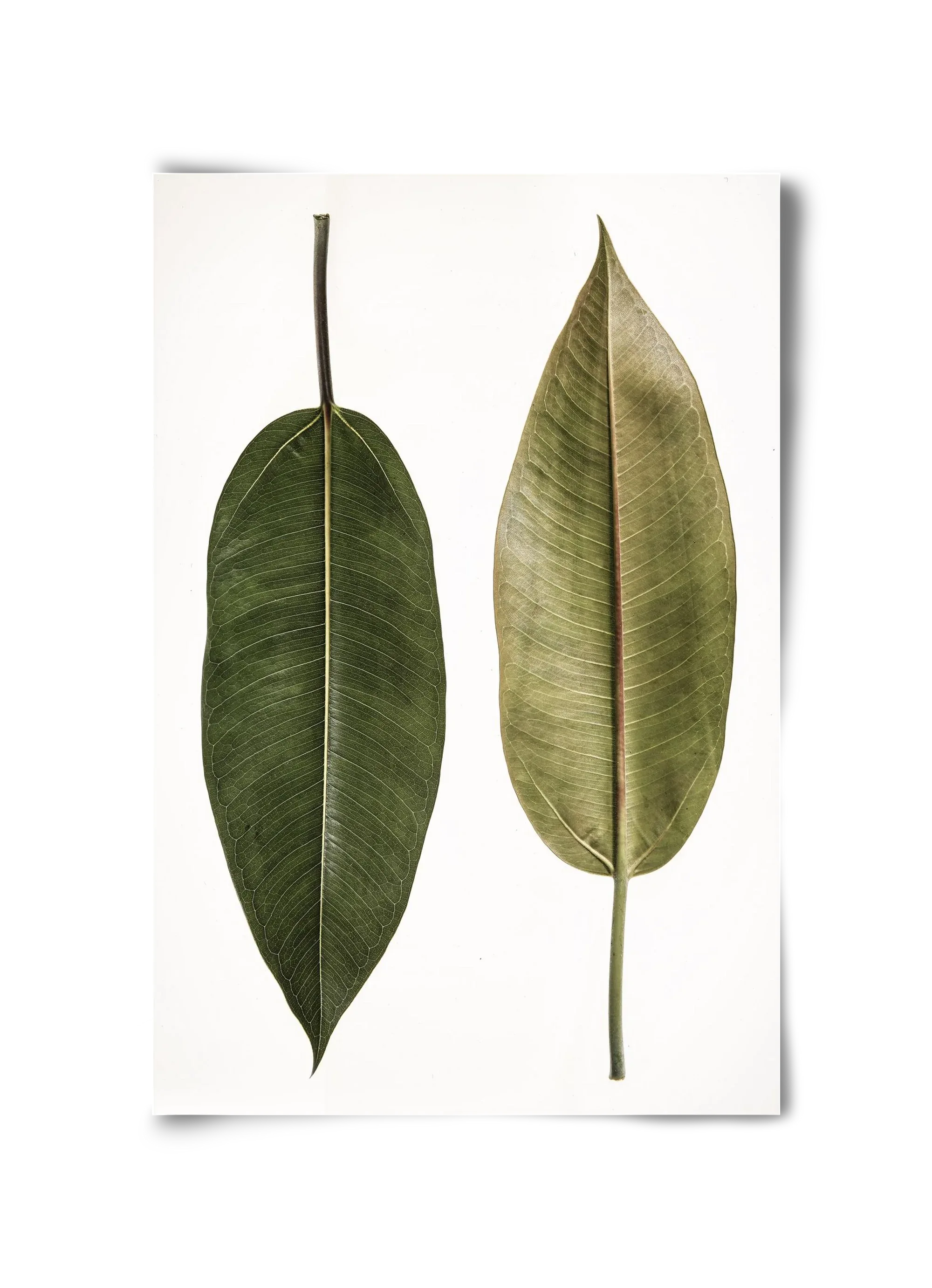 Leaf study II. - artbridge