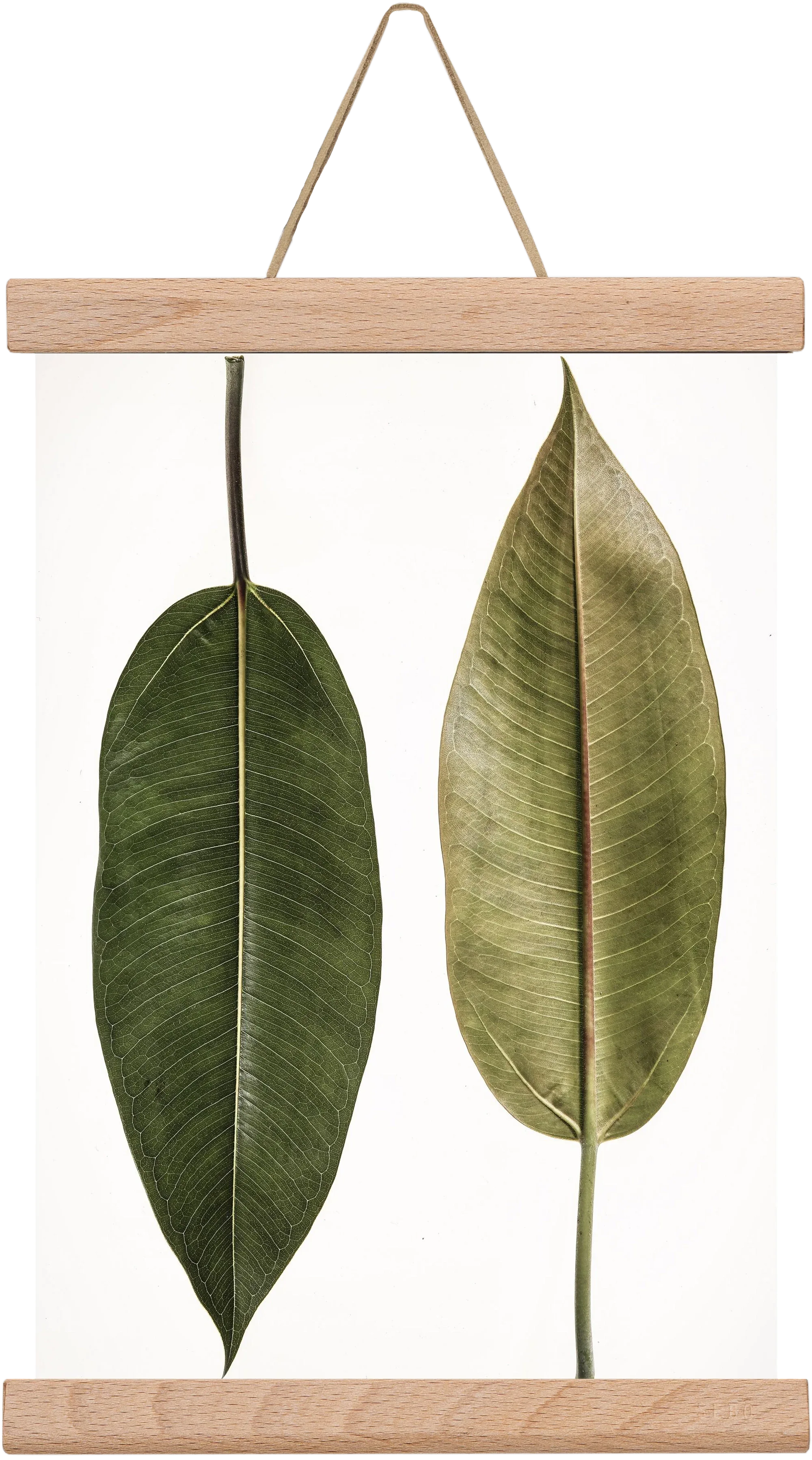 Leaf study II. - artbridge