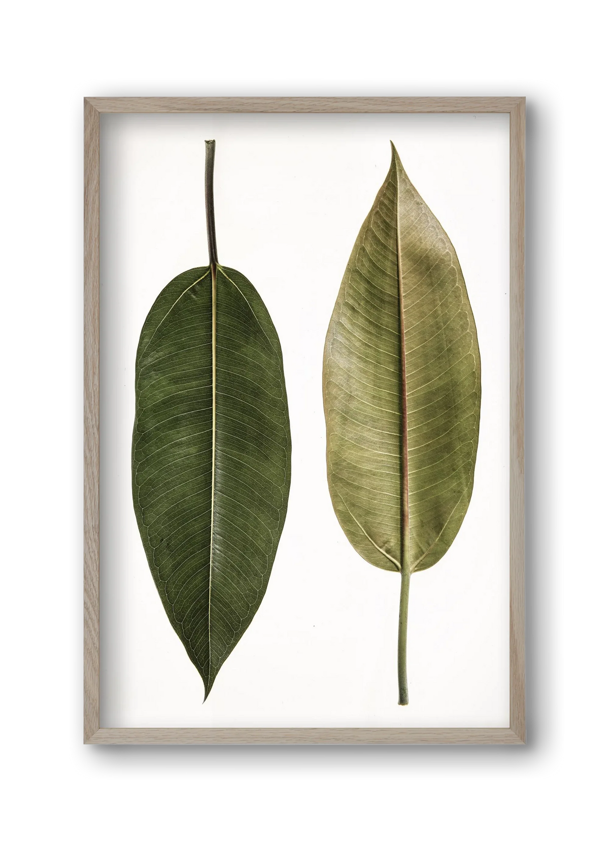 Leaf study II. - artbridge