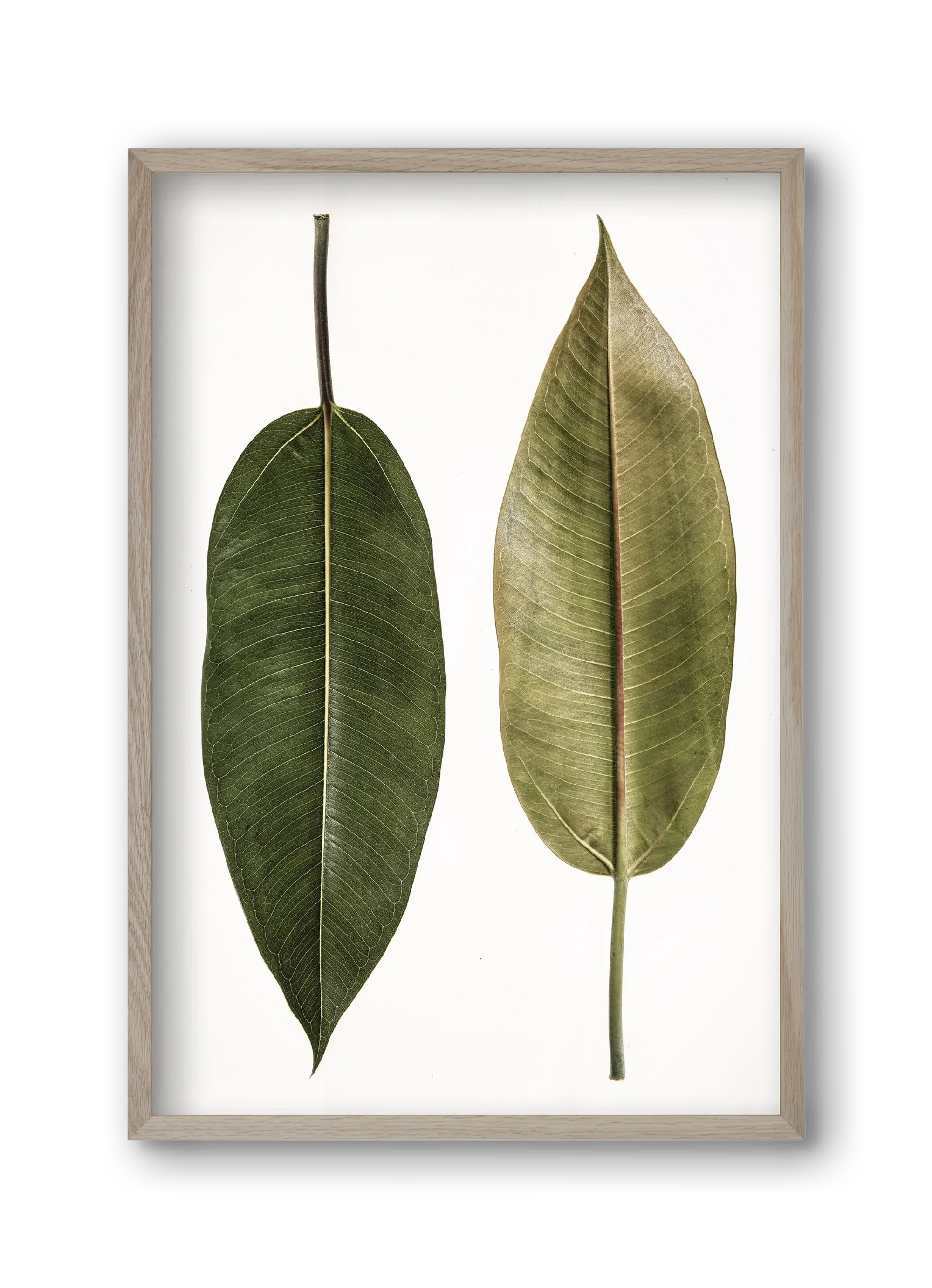 Leaf study II. - artbridge