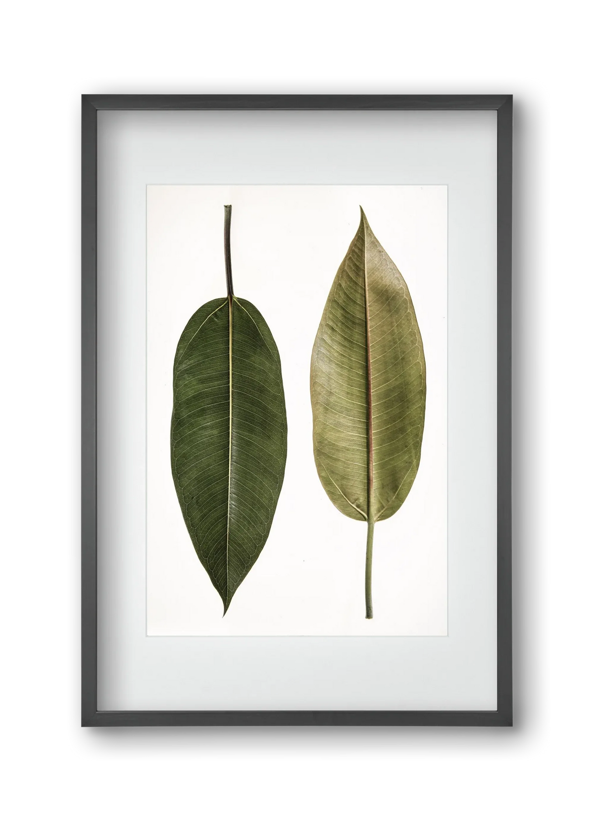 Leaf study II. - artbridge