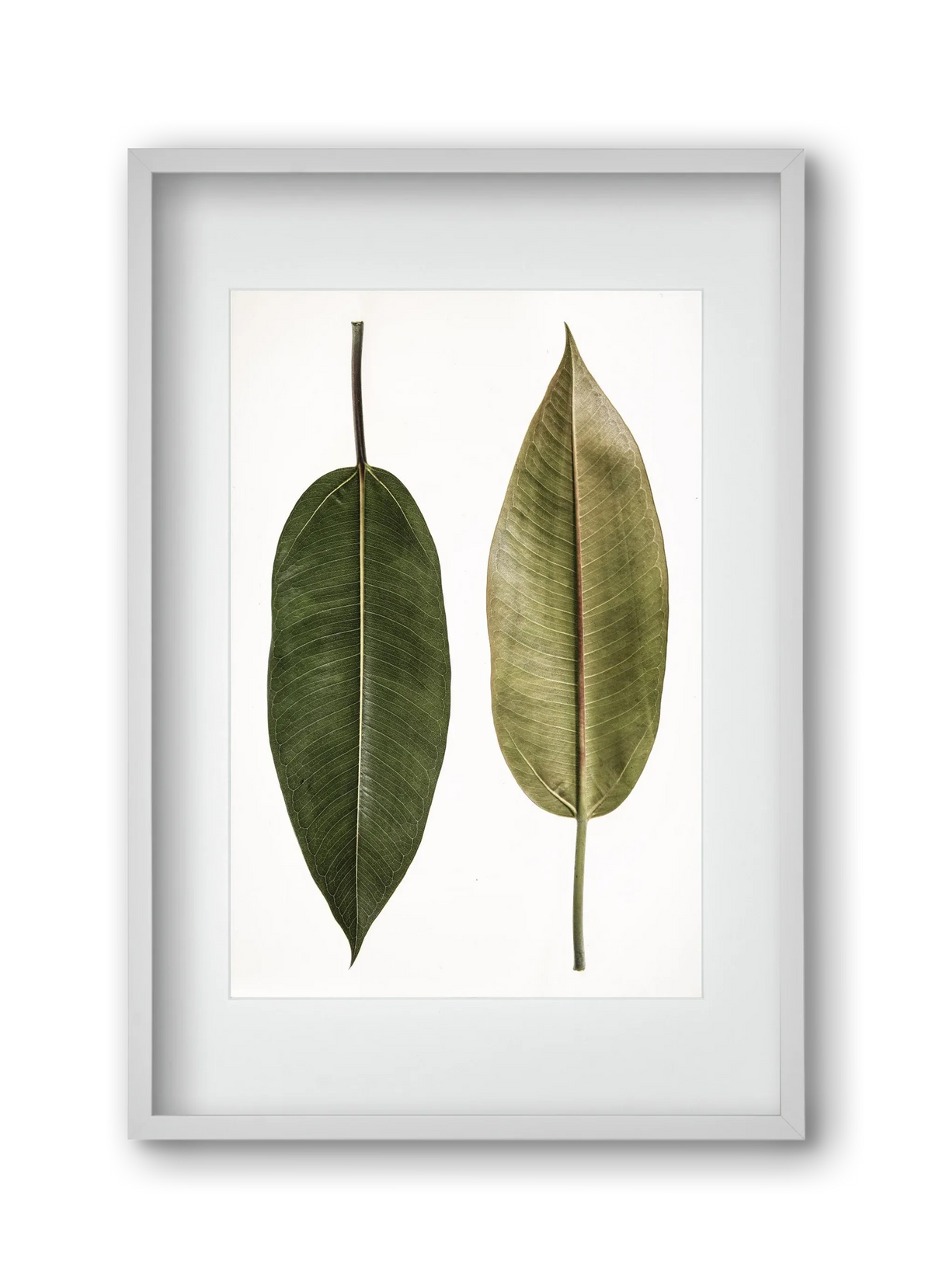 Leaf study II. - artbridge