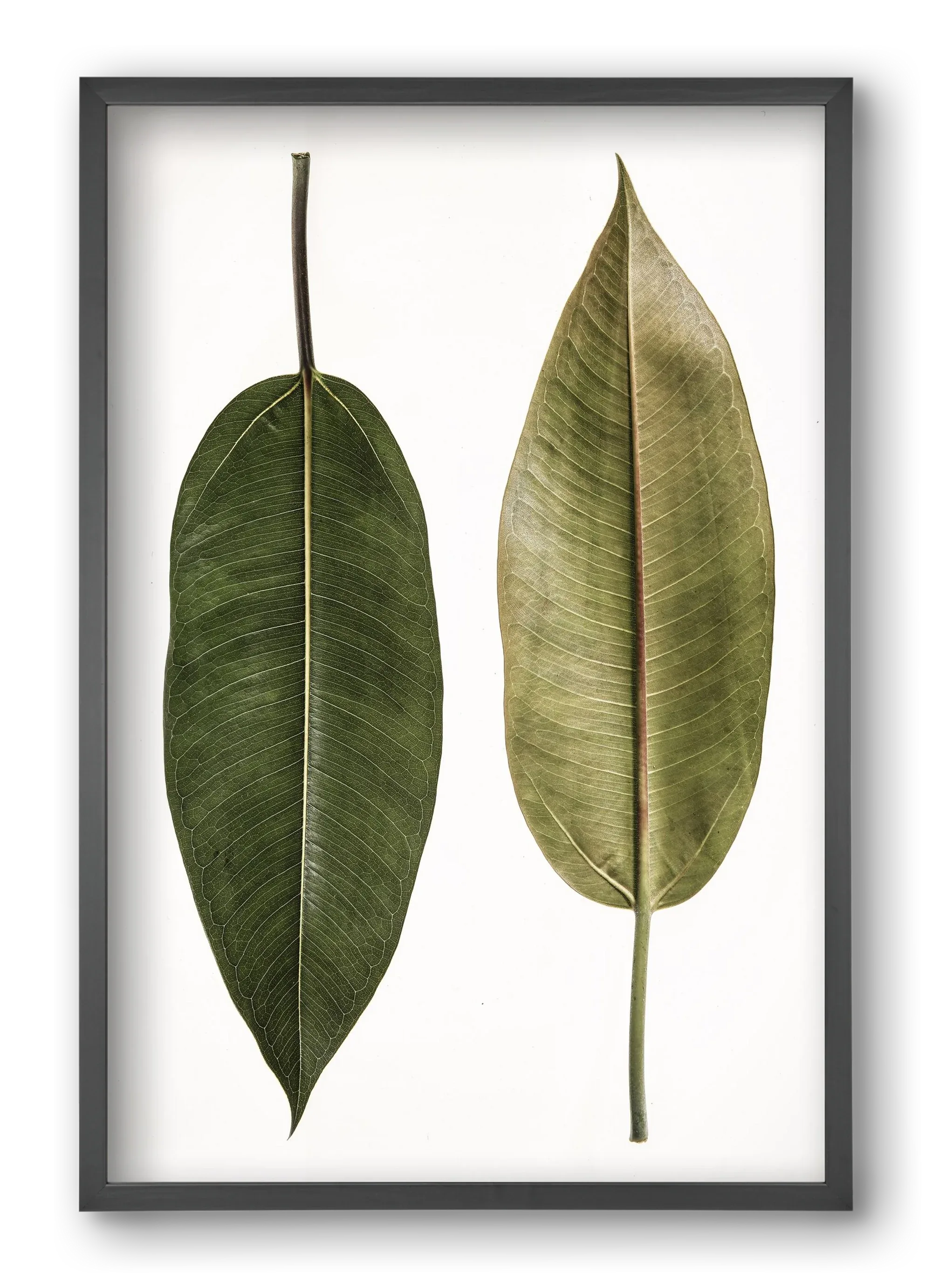 Leaf study II. - artbridge