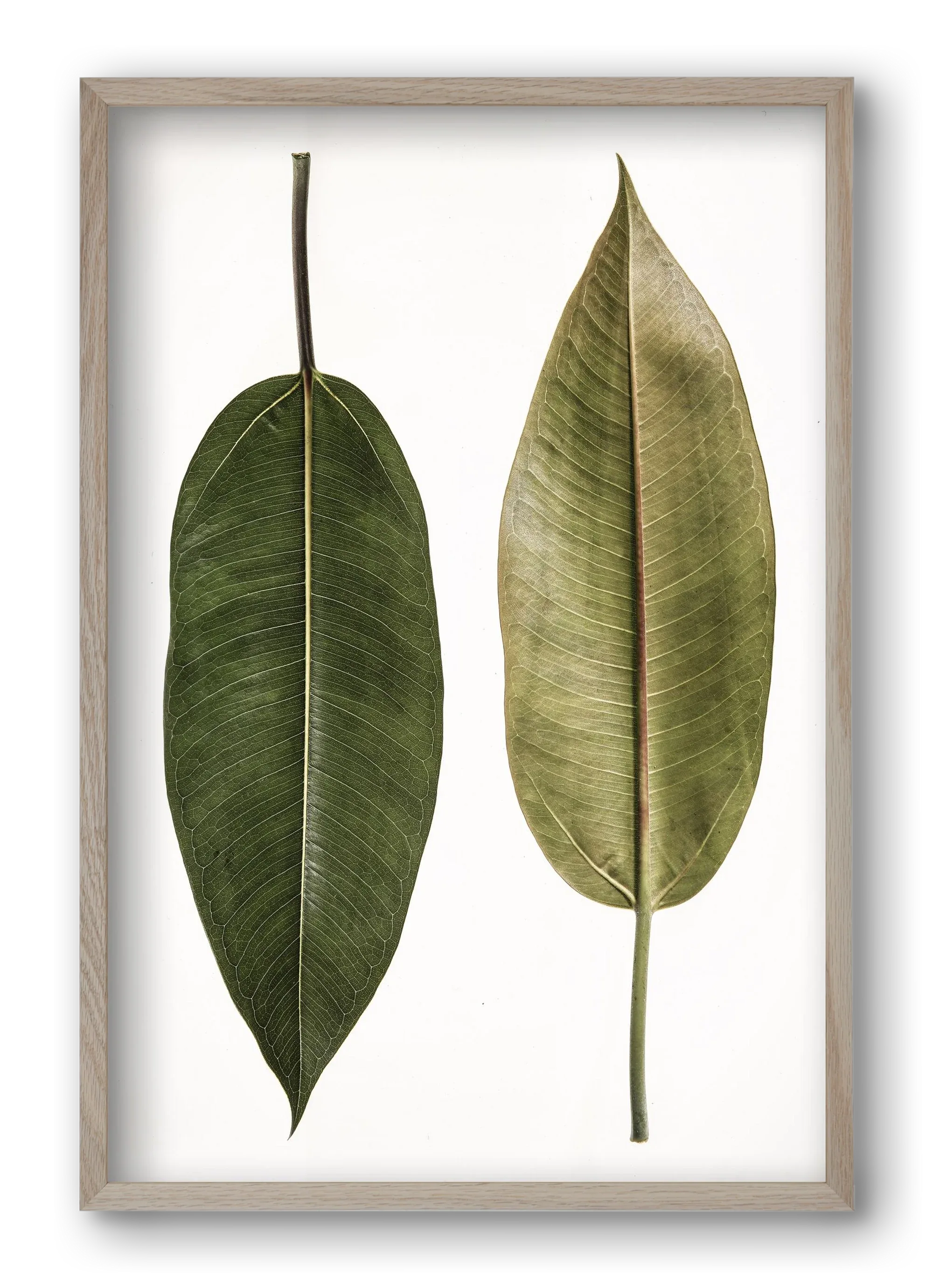 Leaf study II. - artbridge