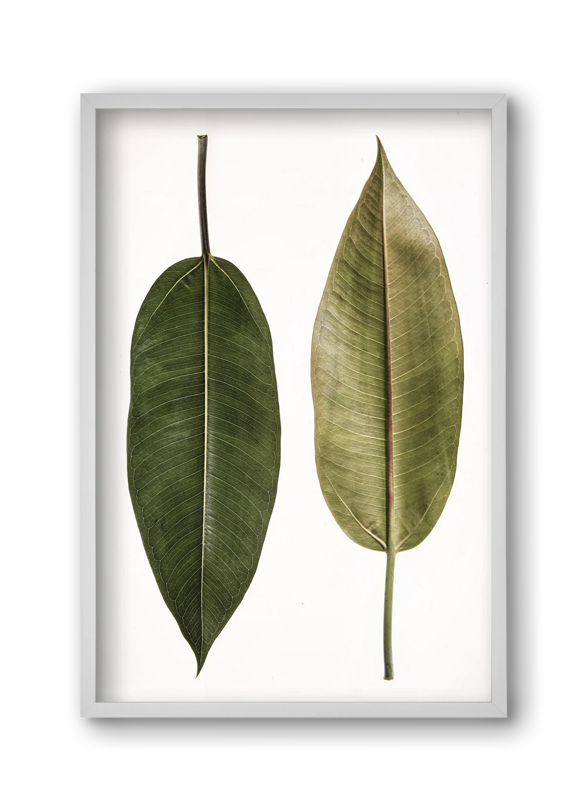 Leaf study II. - artbridge