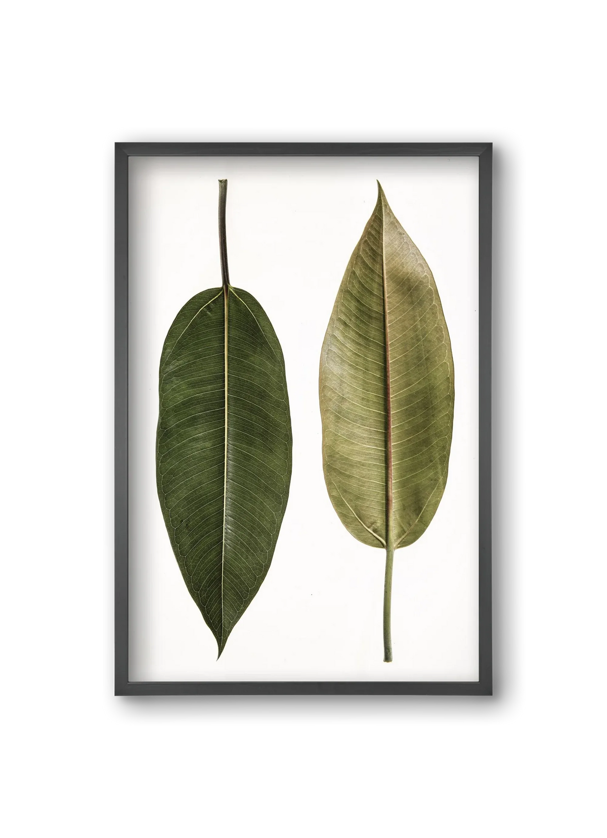 Leaf study II. - artbridge