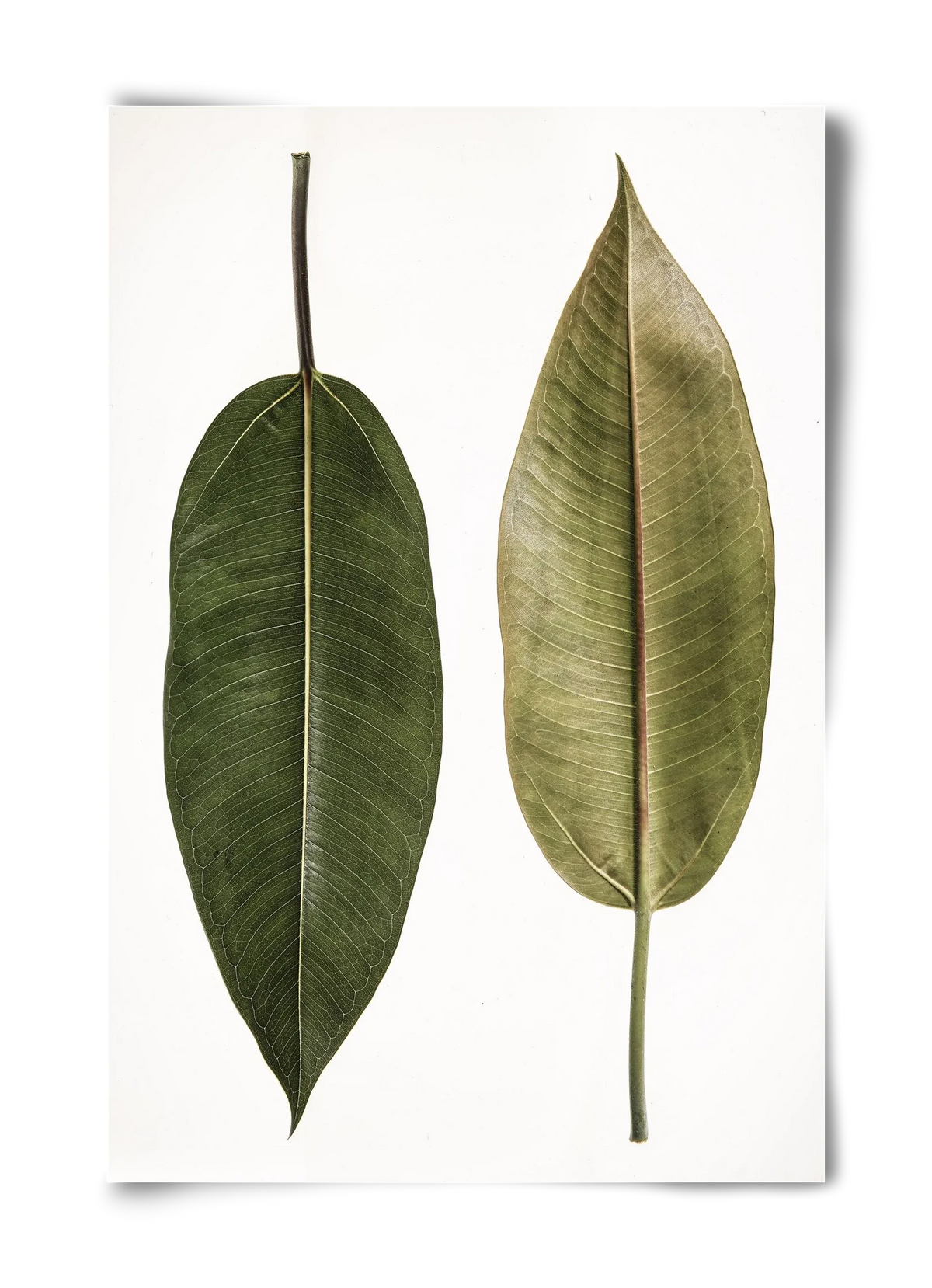 Leaf study II. - artbridge