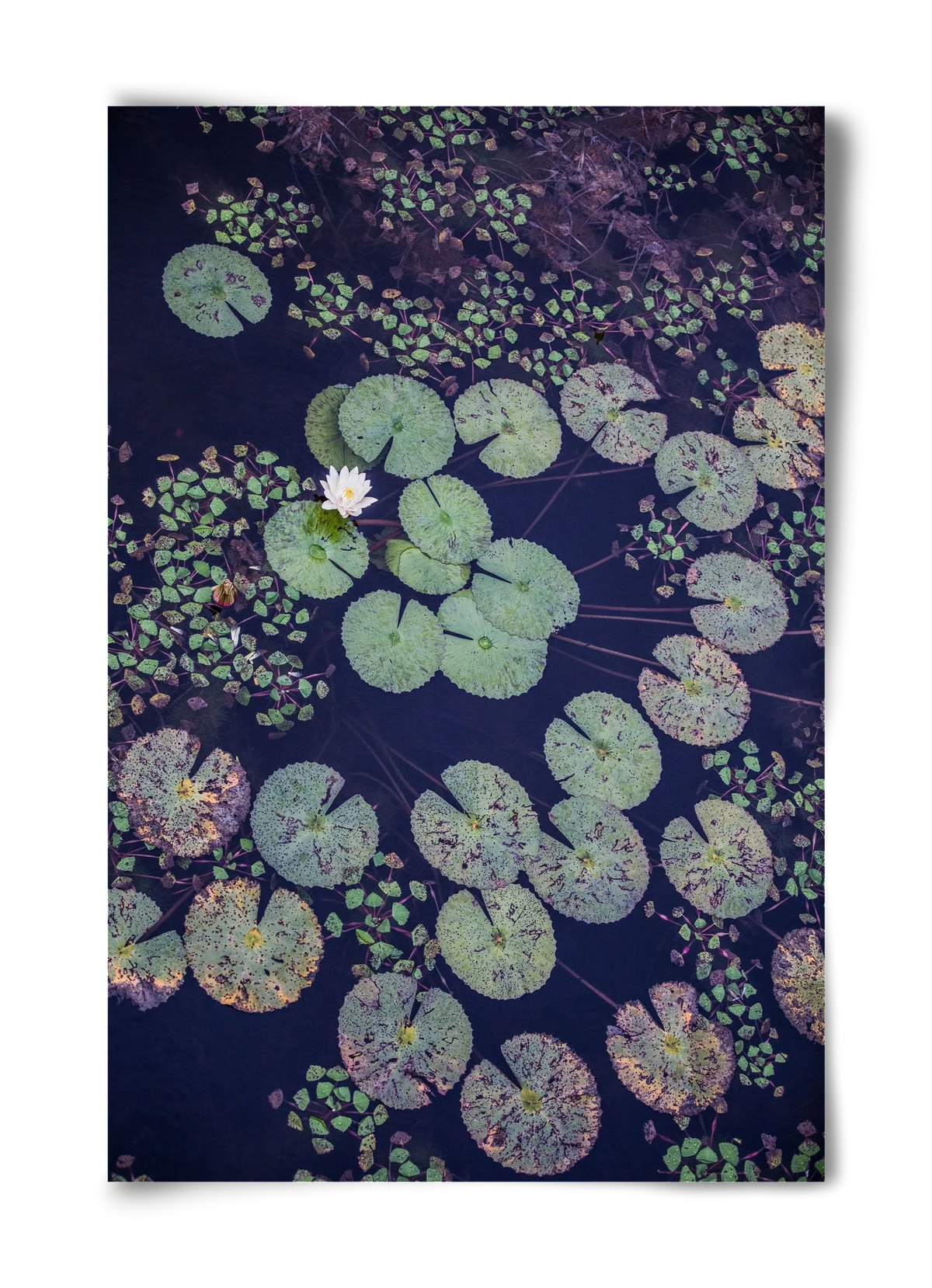 Okovango - artbridge