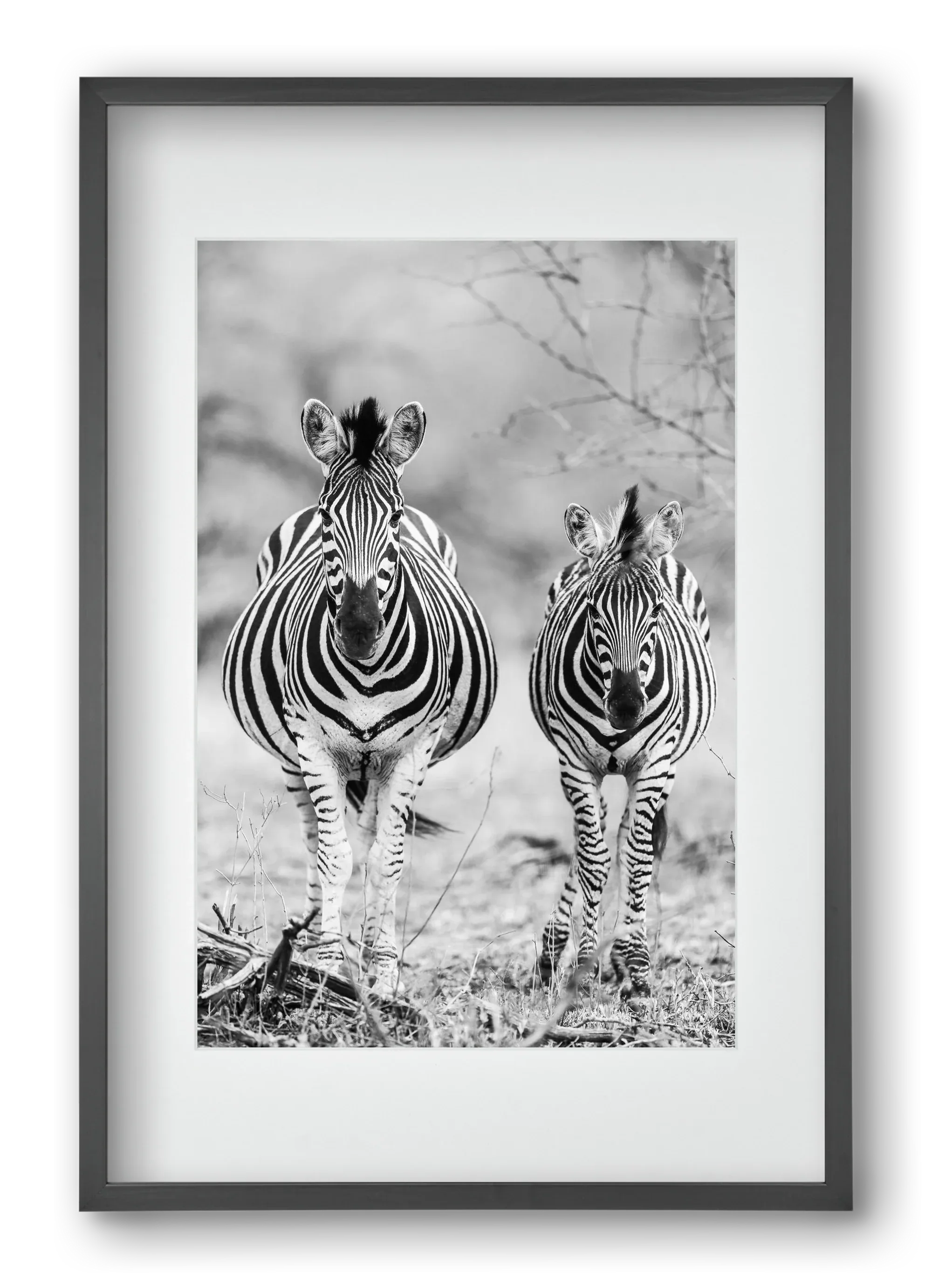Striped horse - artbridge