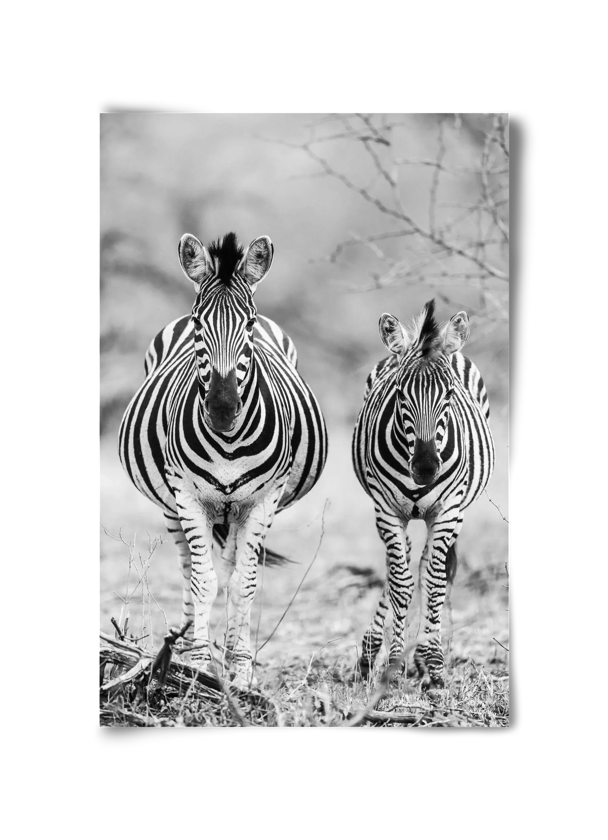 Striped horse - artbridge