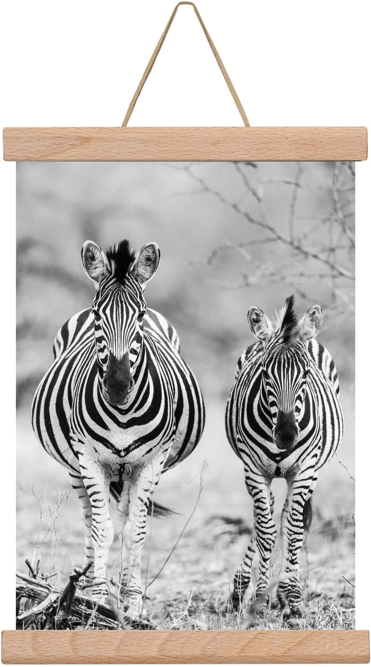 Striped horse - artbridge