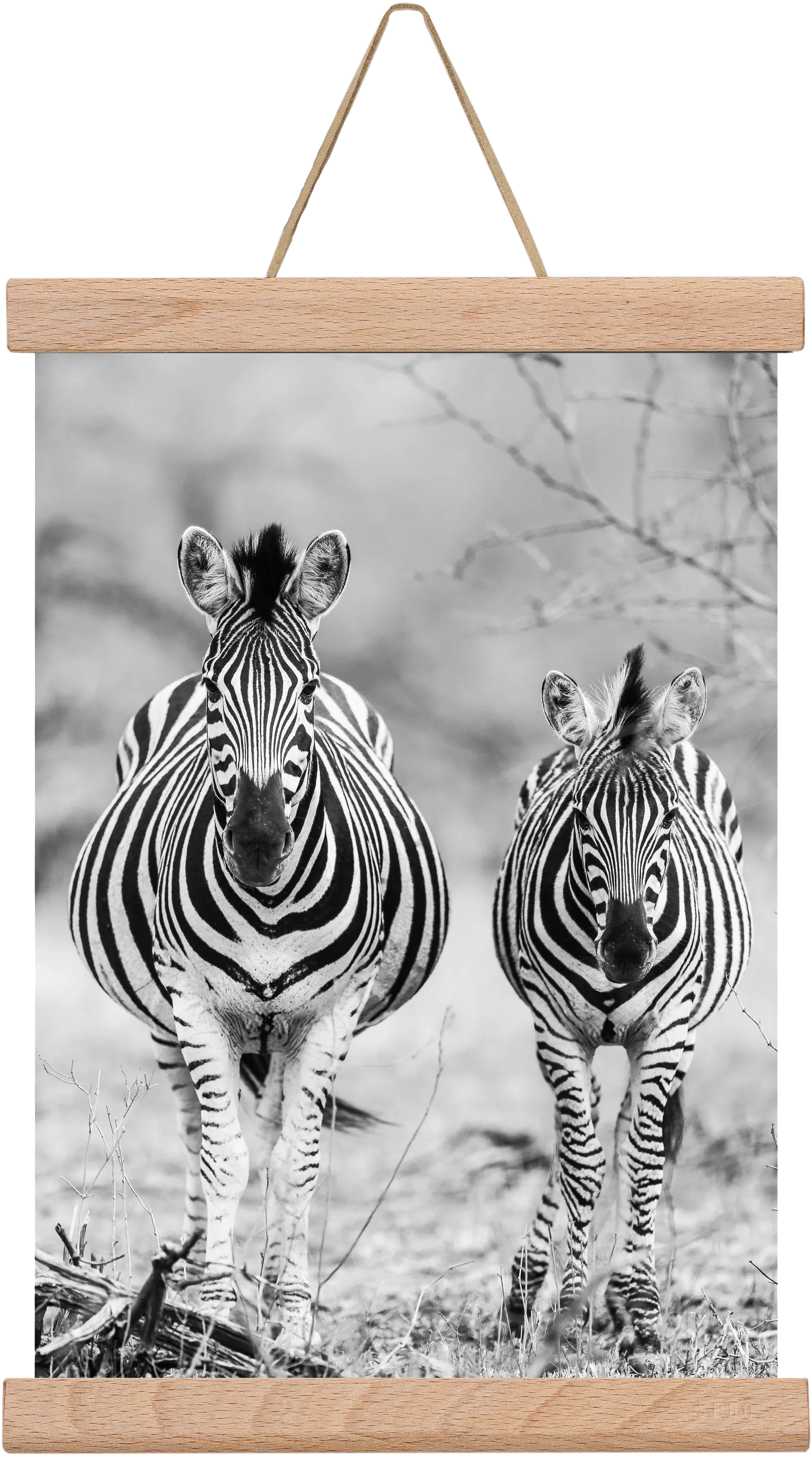 Striped horse - artbridge