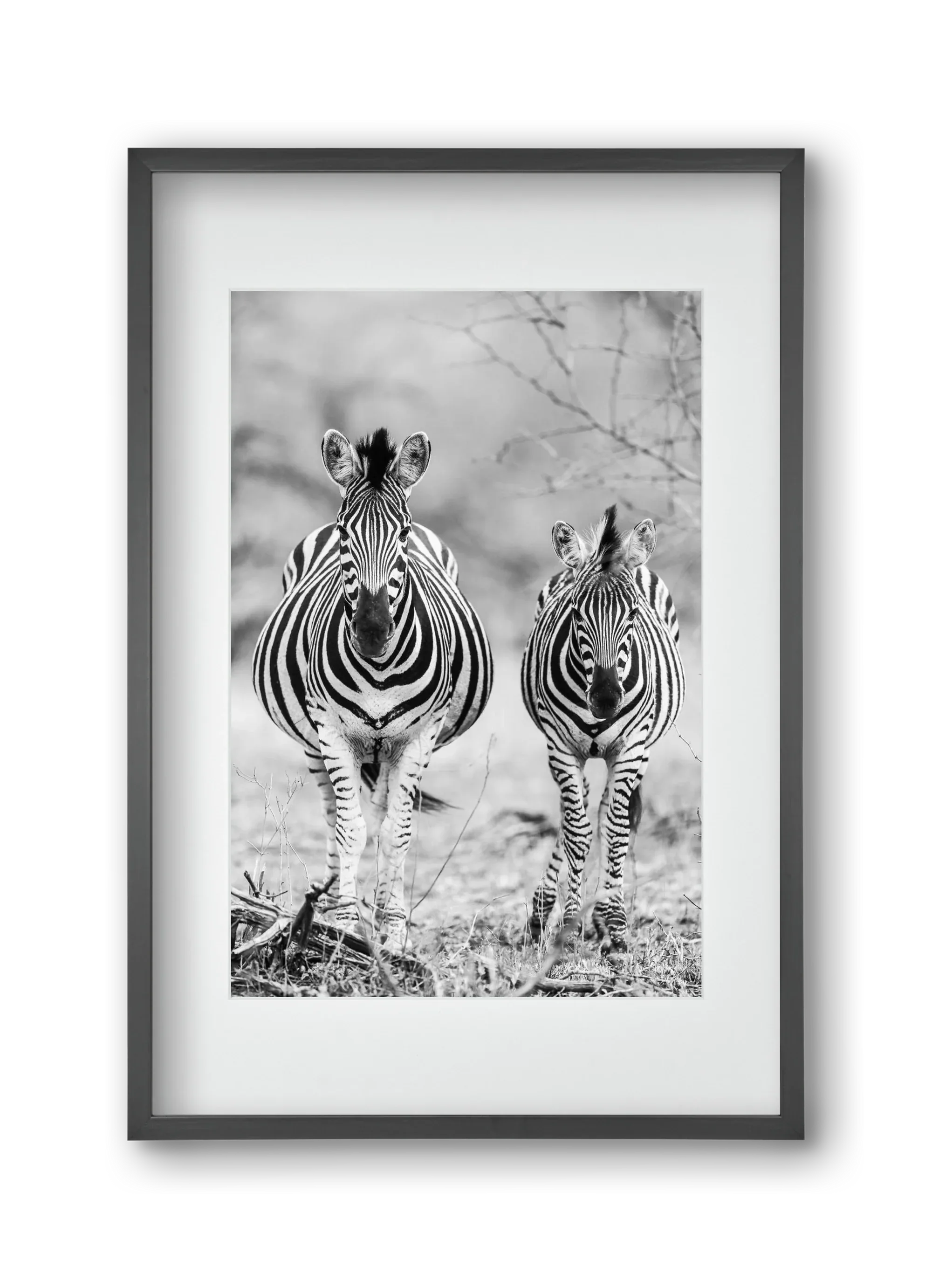Striped horse - artbridge