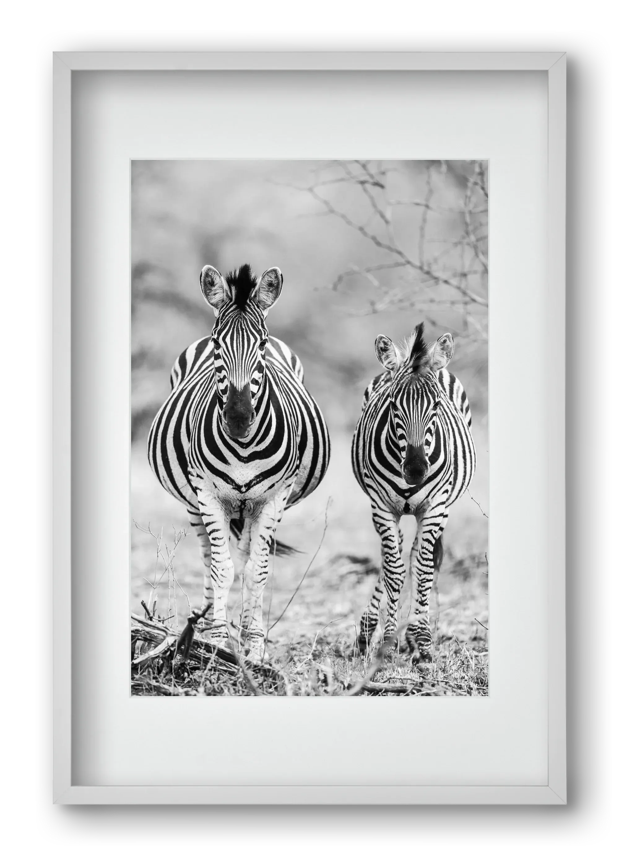 Striped horse - artbridge