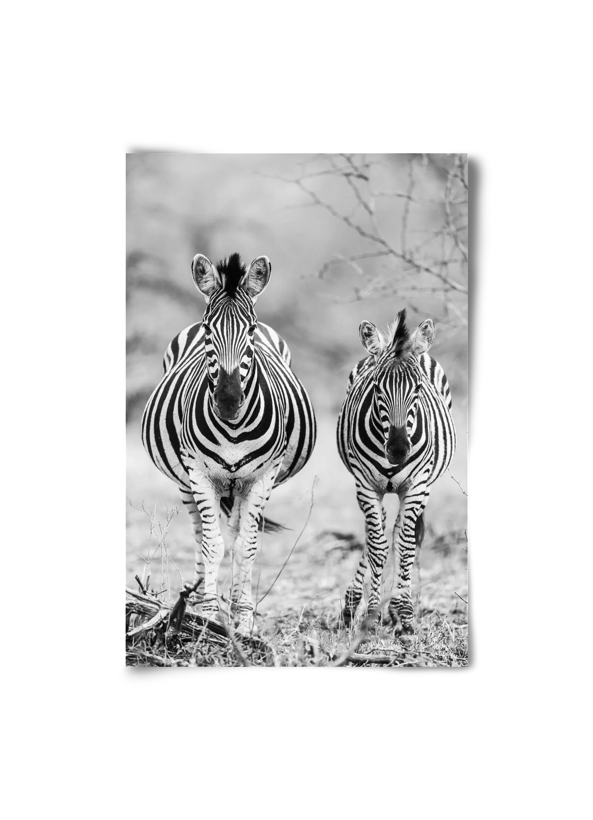 Striped horse - artbridge
