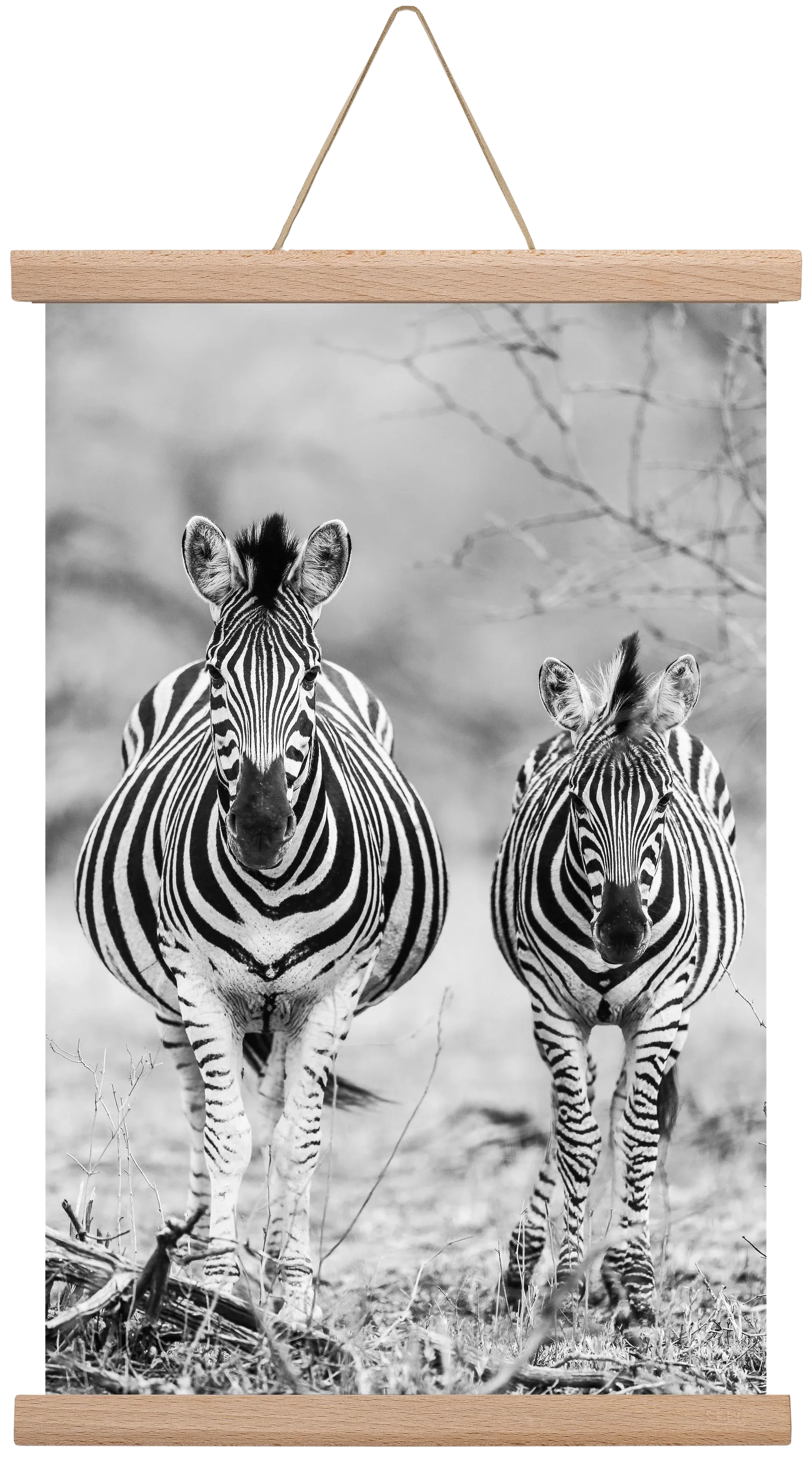 Striped horse - artbridge