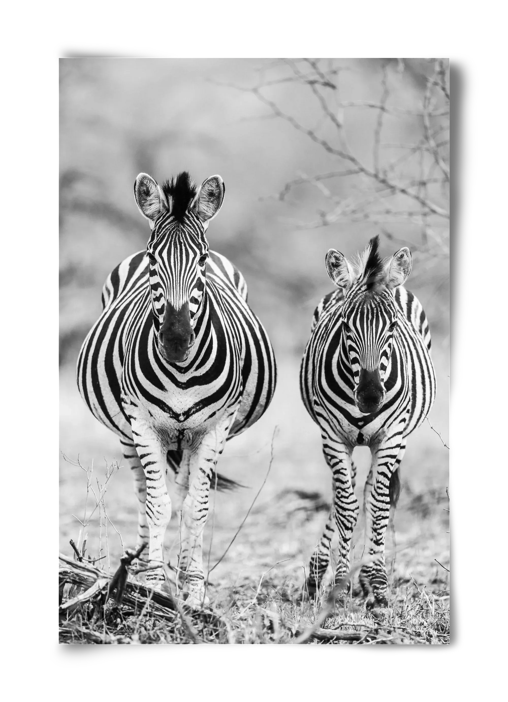 Striped horse - artbridge