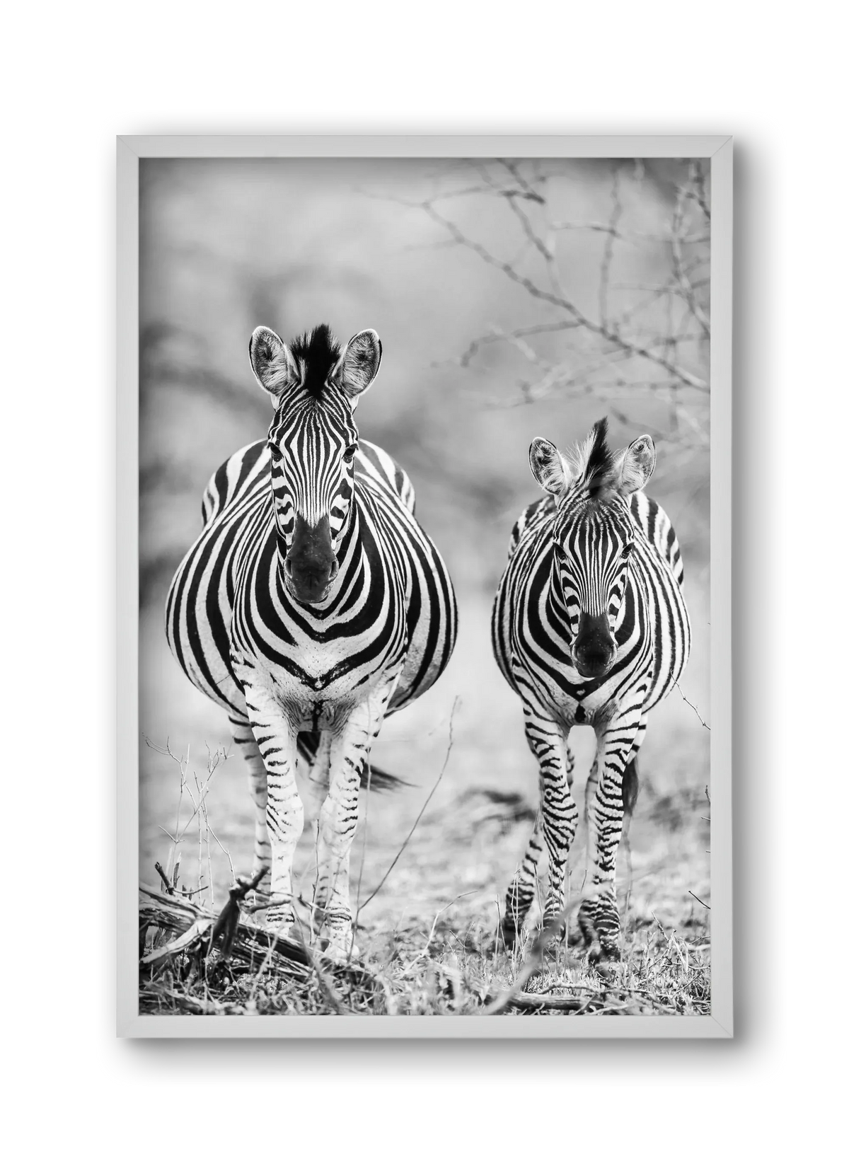 Striped horse - artbridge