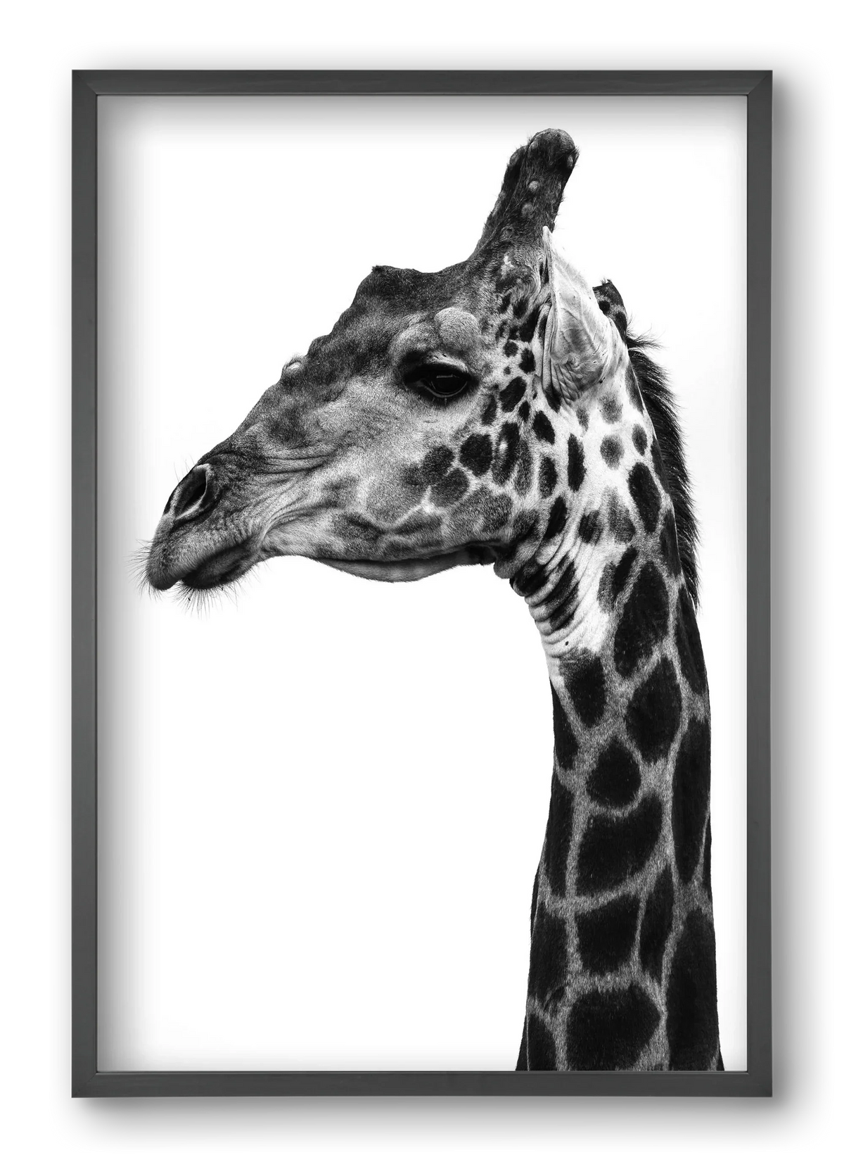 Super safari - artbridge