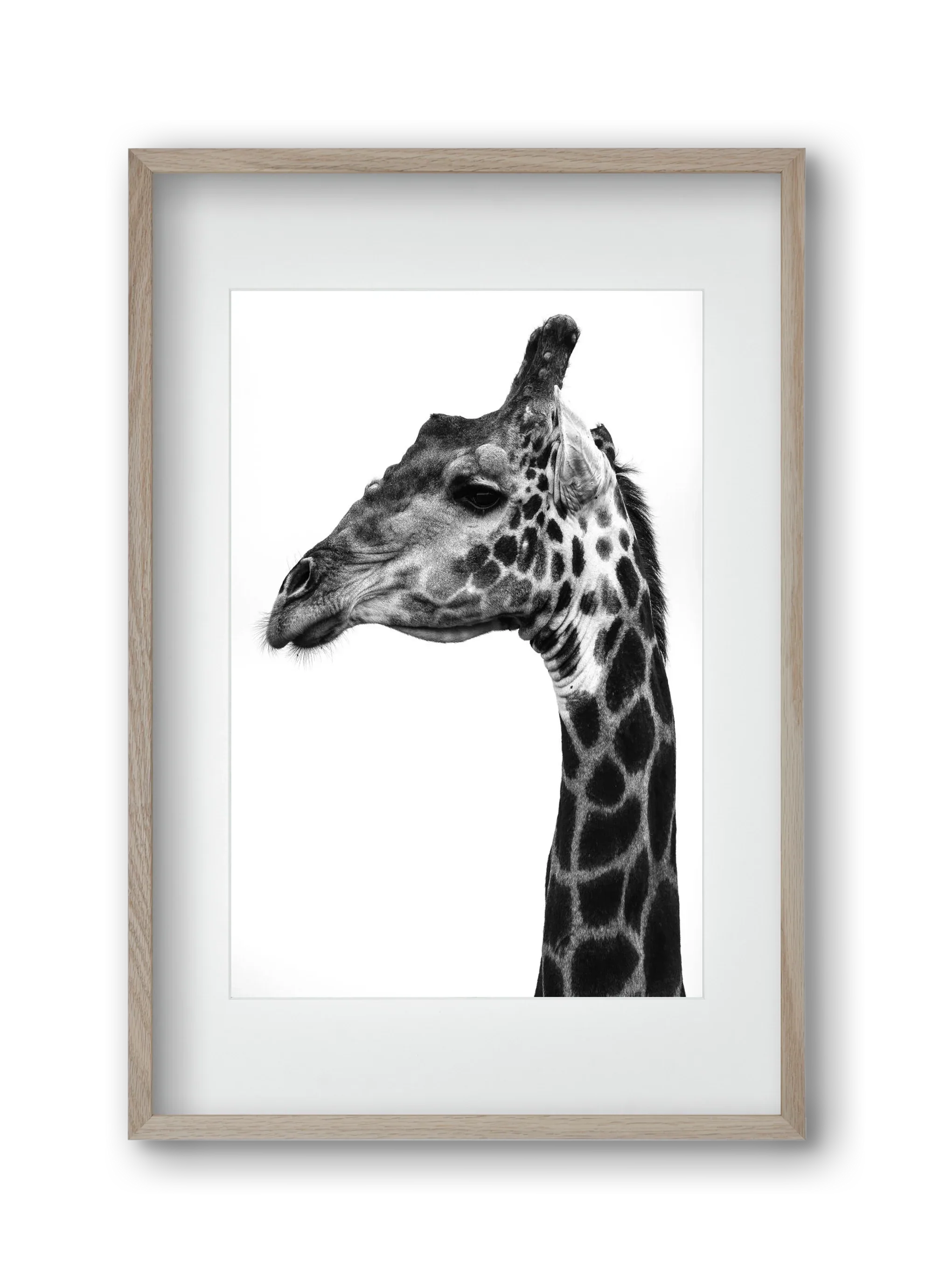 Super safari - artbridge