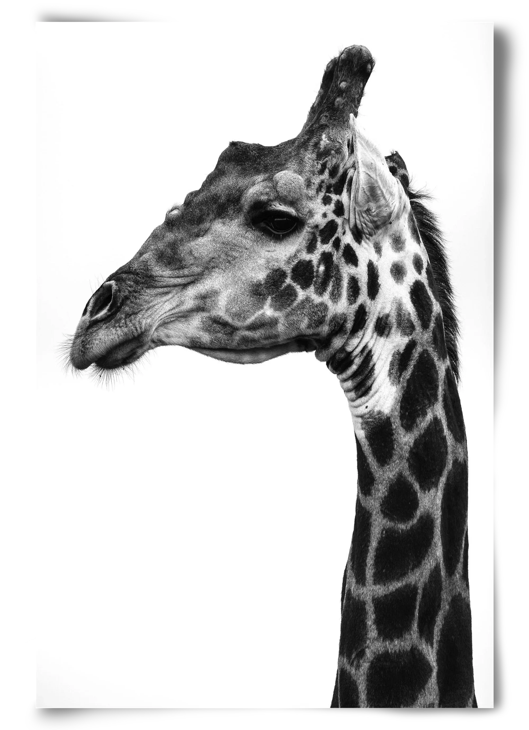 Super safari - artbridge