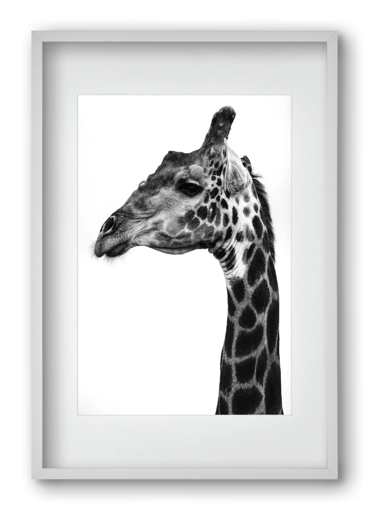 Super safari - artbridge