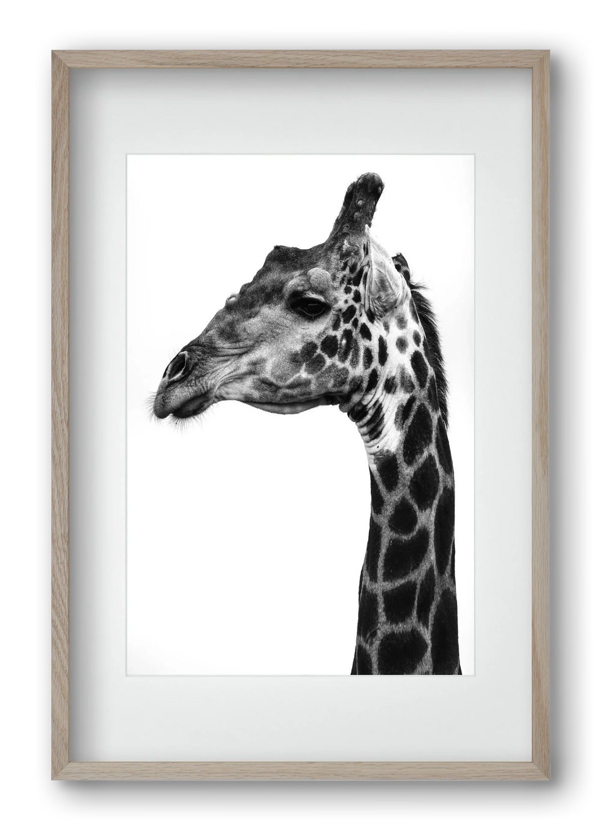 Super safari - artbridge