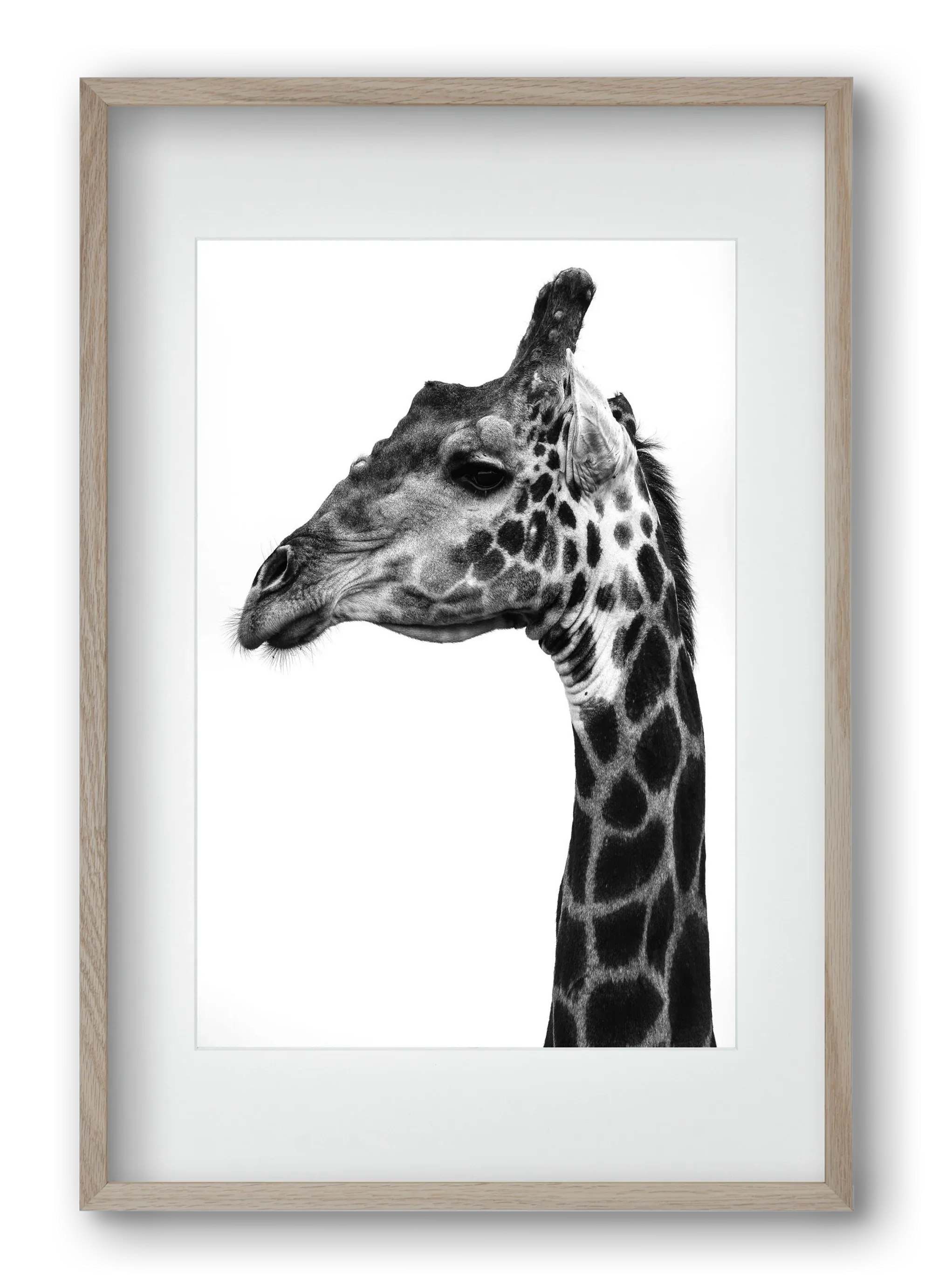 Super safari - artbridge