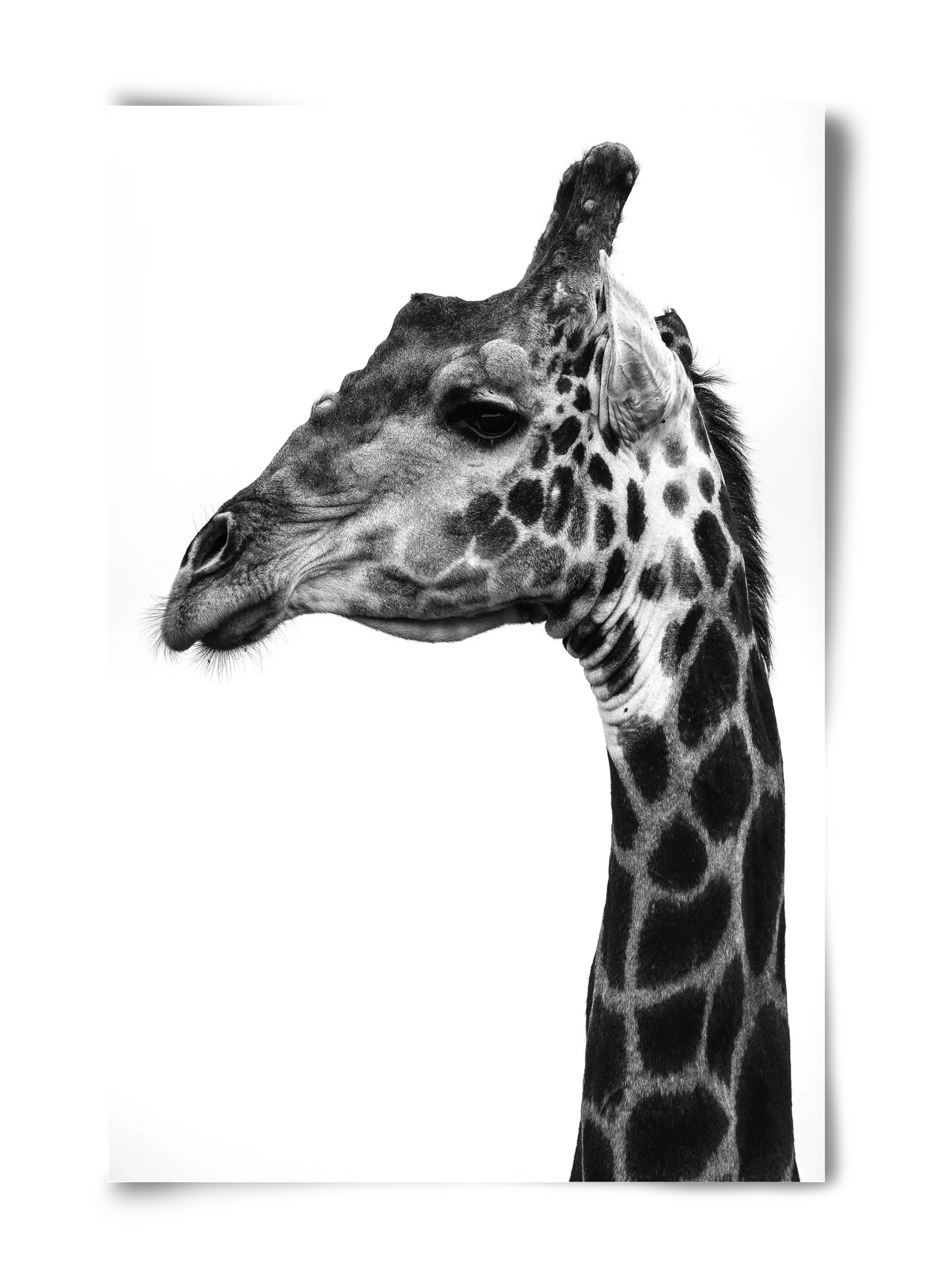 Super safari - artbridge