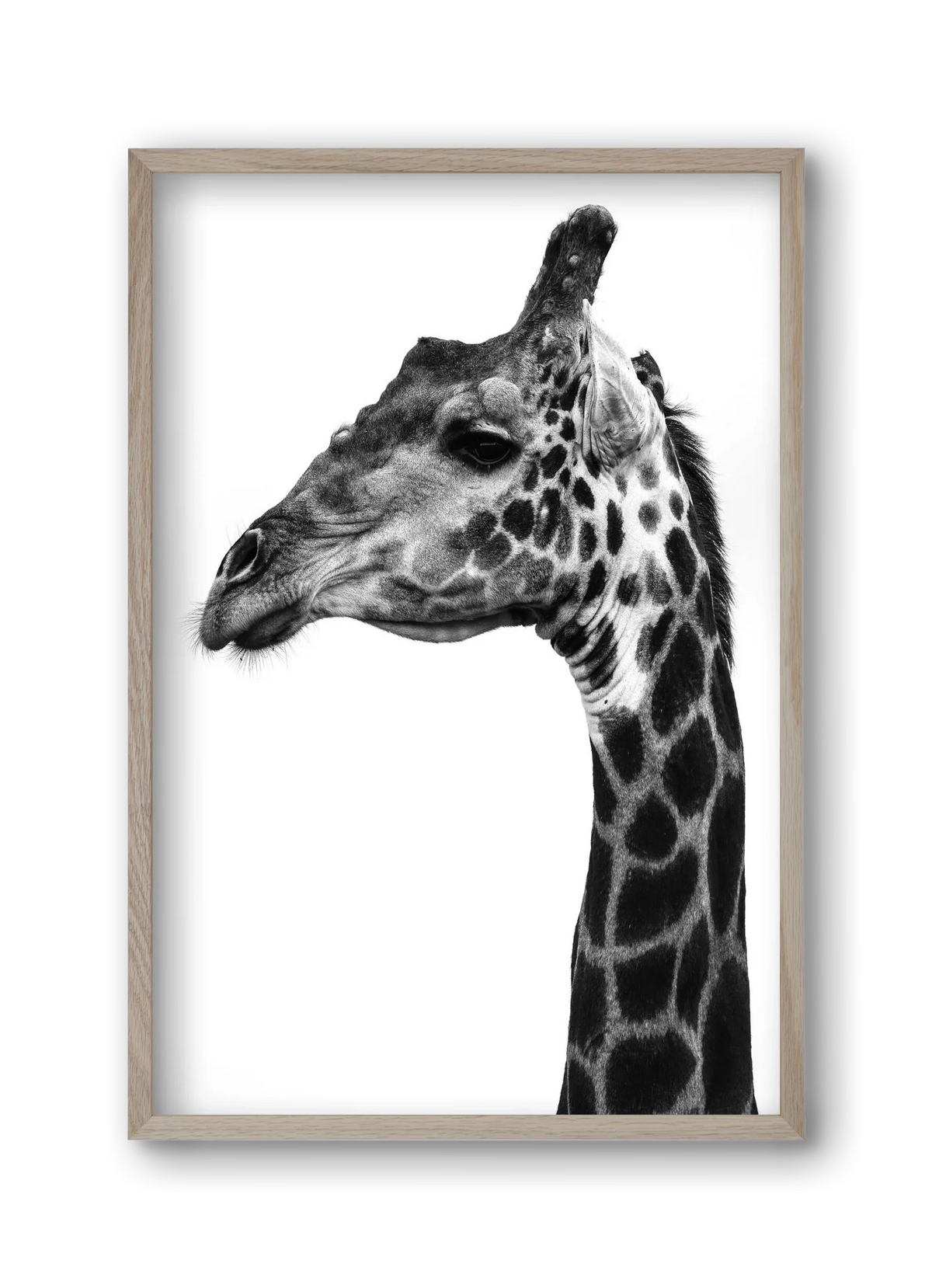Super safari - artbridge