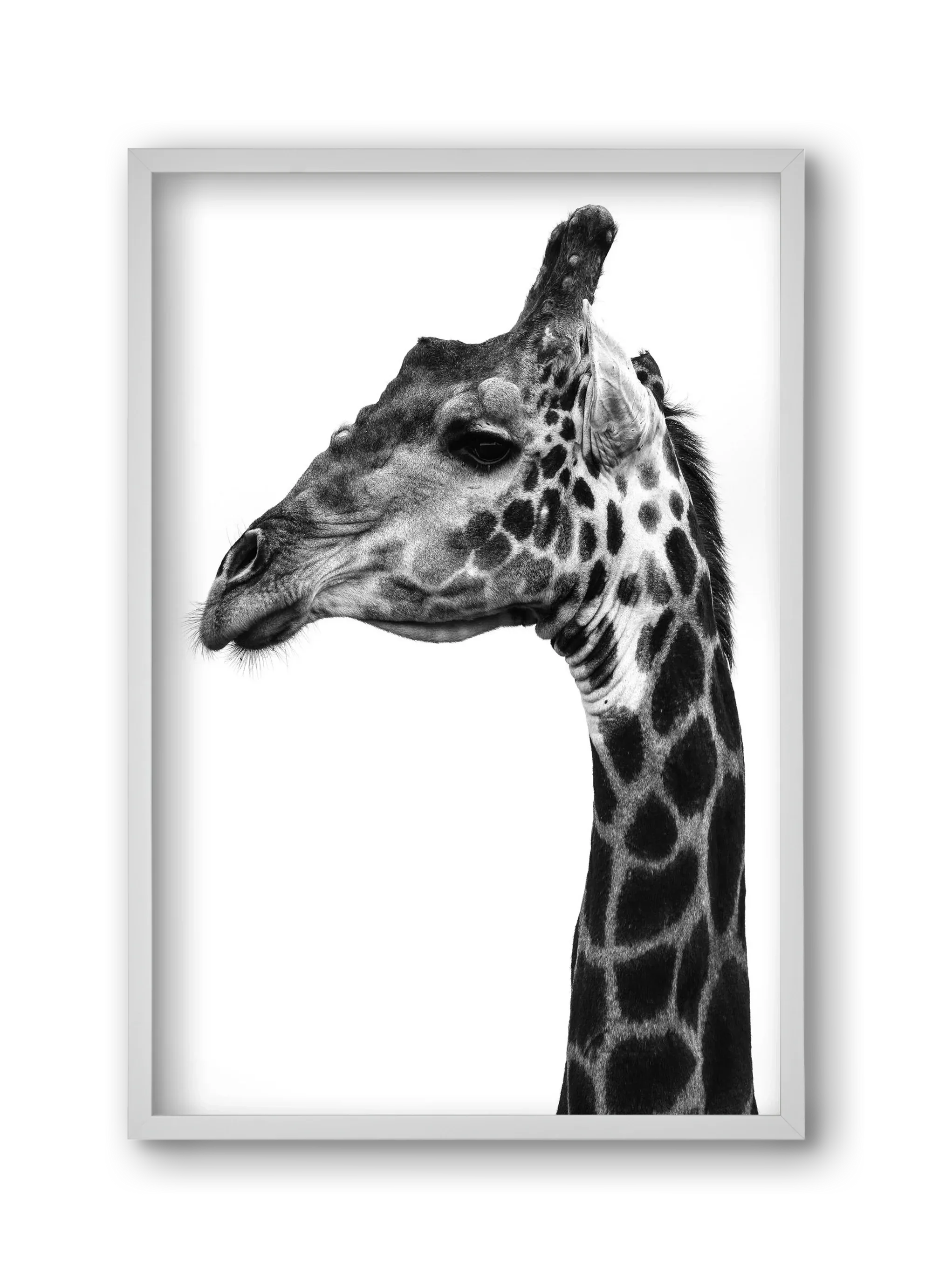 Super safari - artbridge