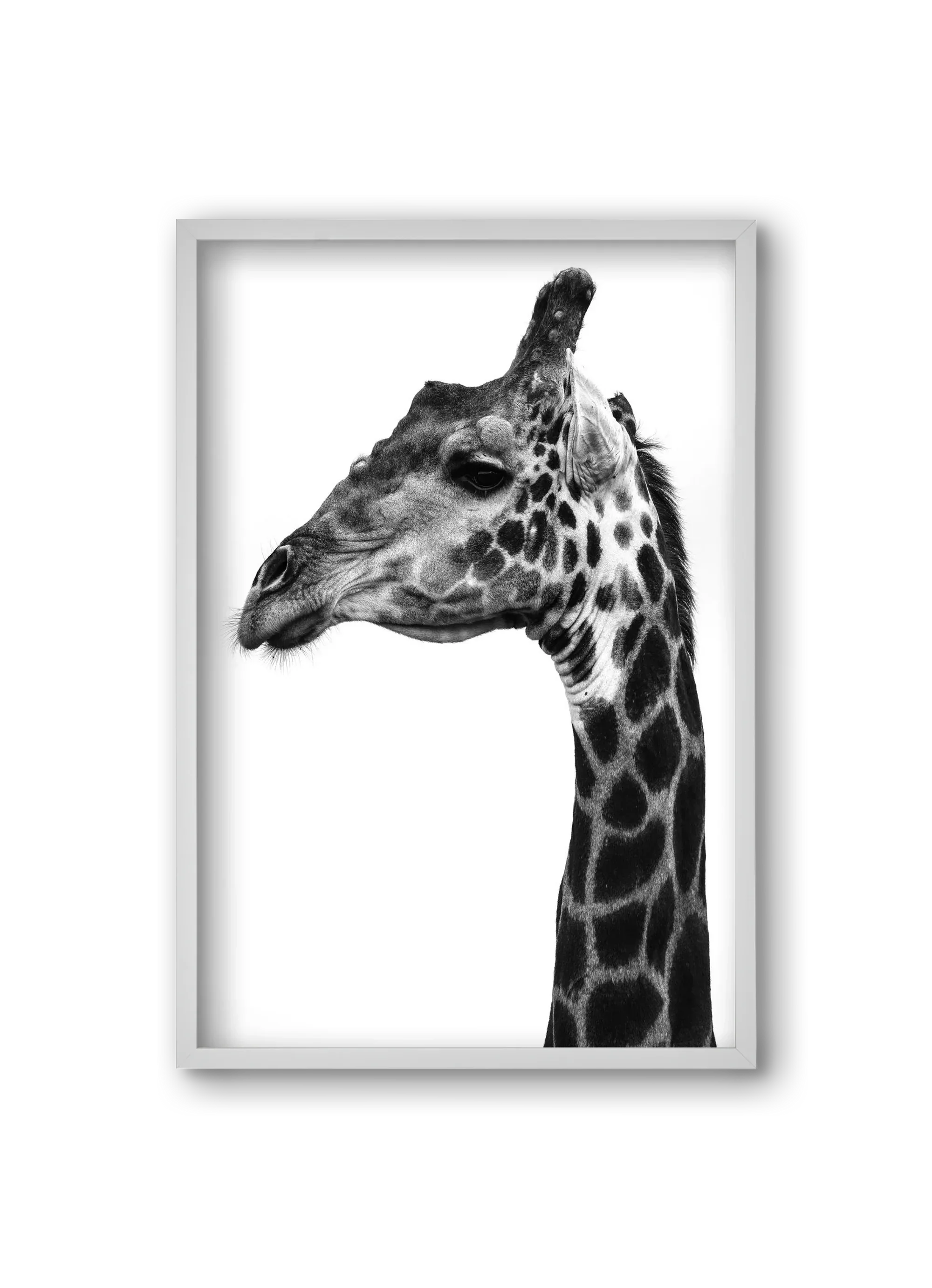 Super safari - artbridge