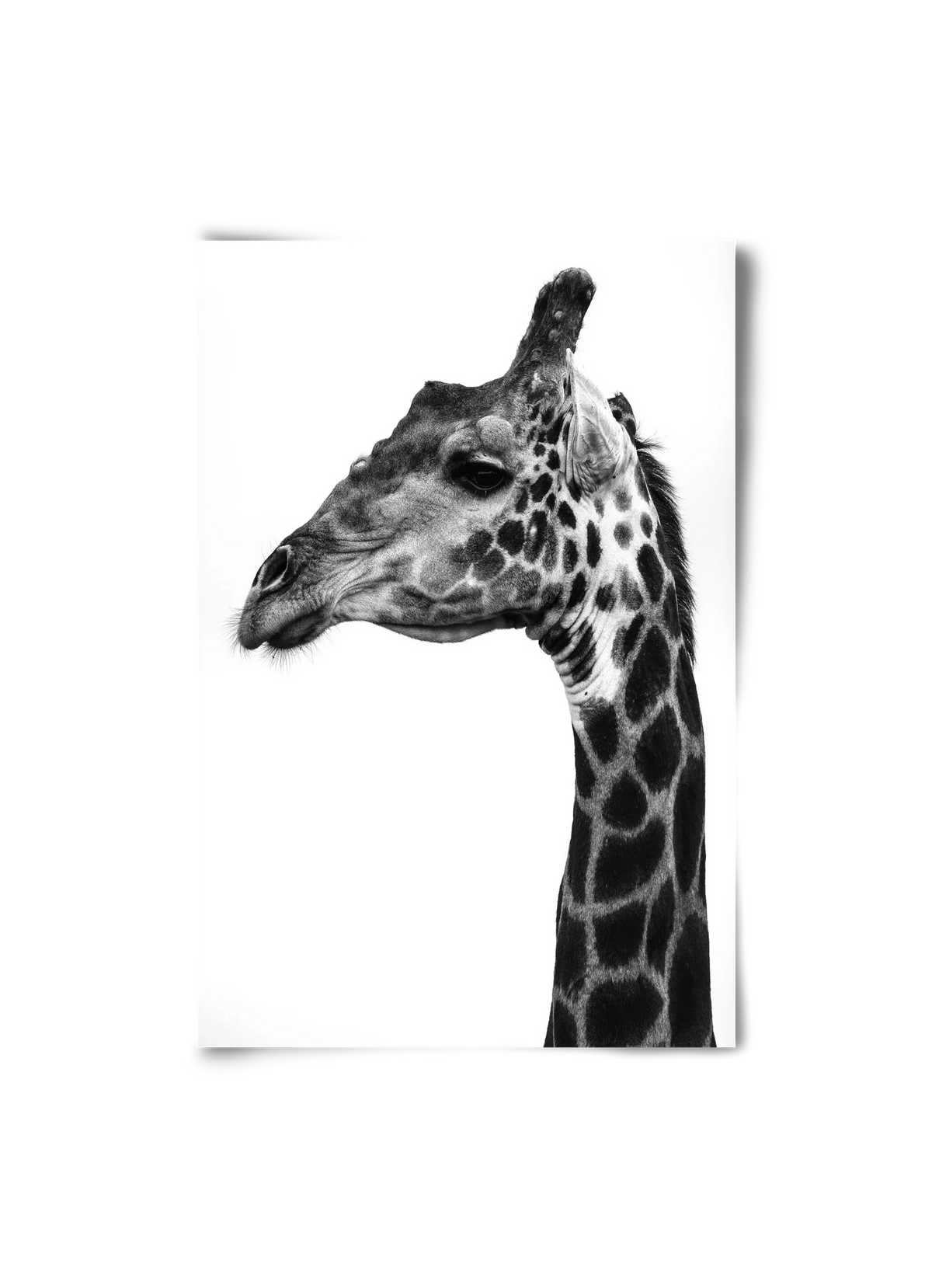 Super safari - artbridge