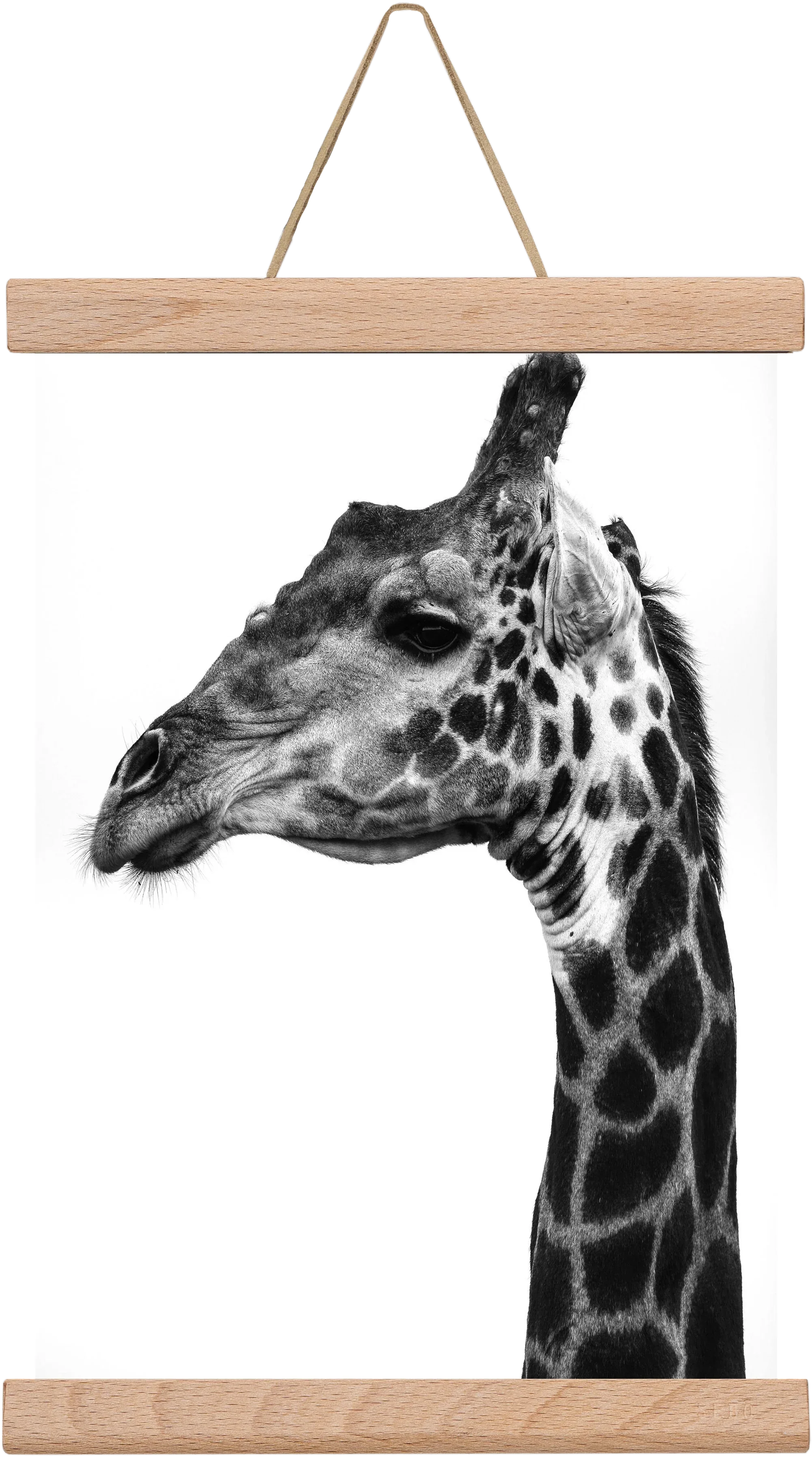 Super safari - artbridge