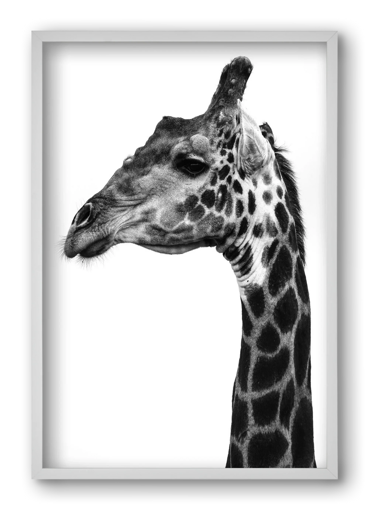 Super safari - artbridge