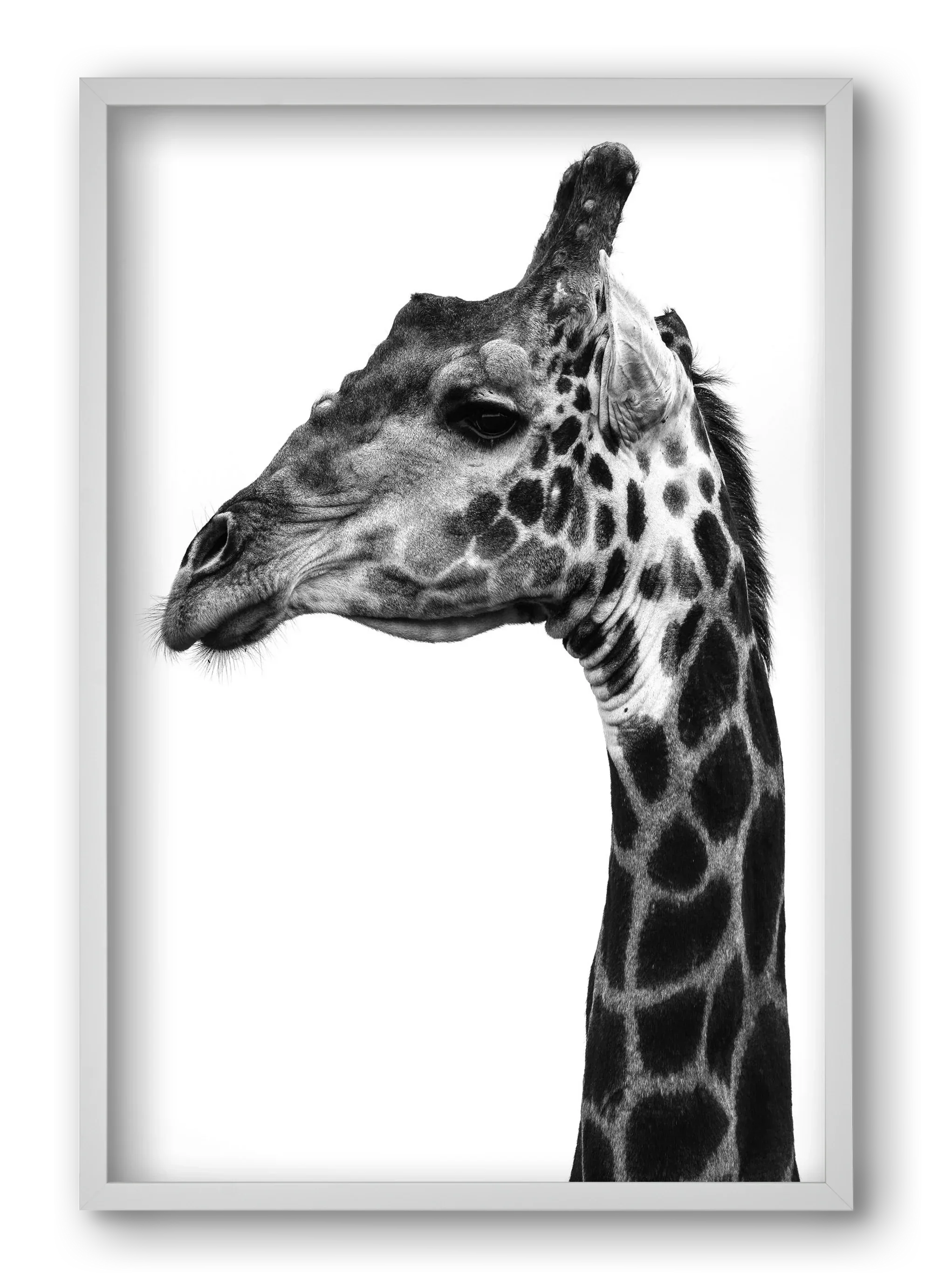 Super safari - artbridge