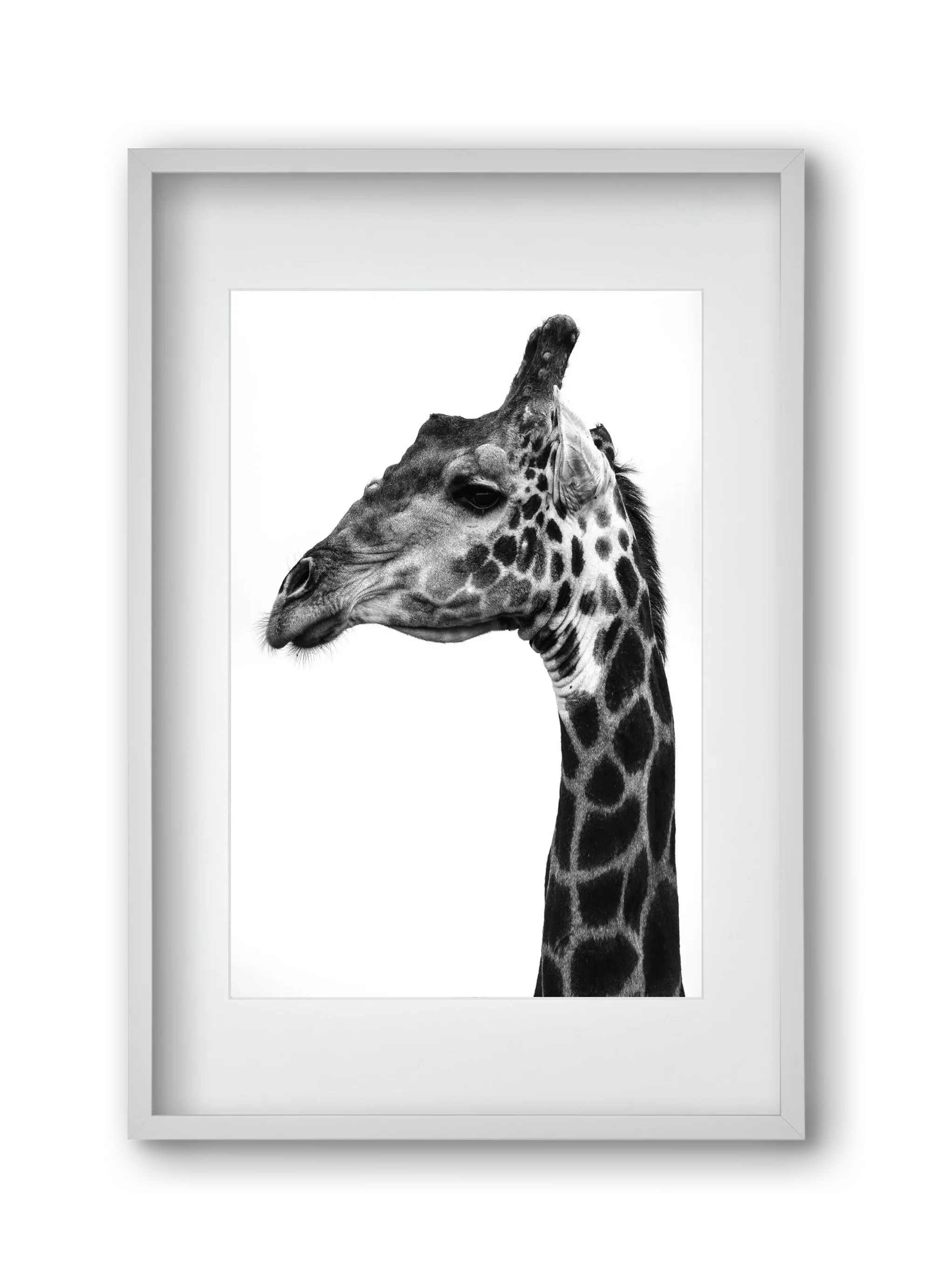 Super safari - artbridge