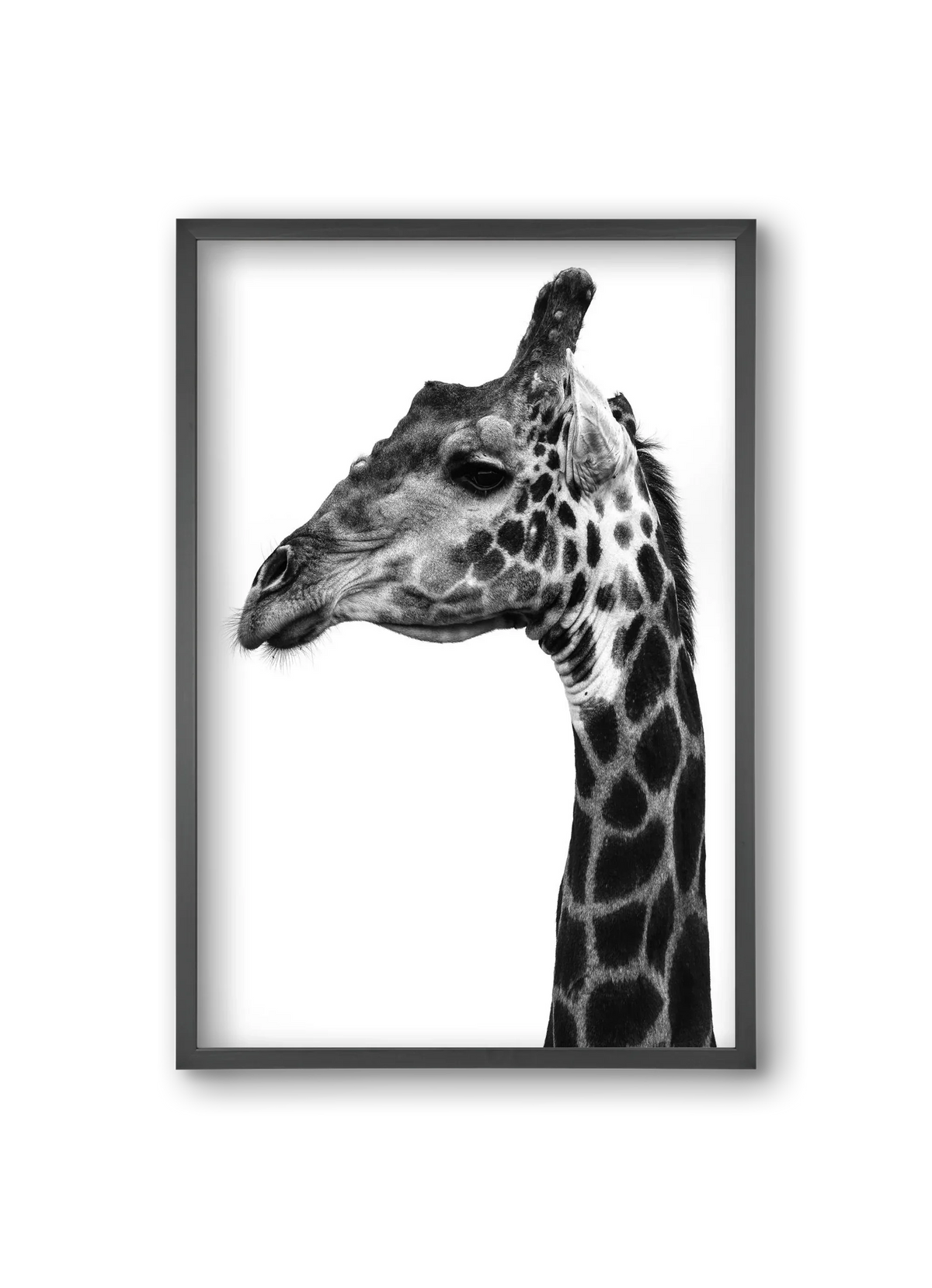 Super safari - artbridge