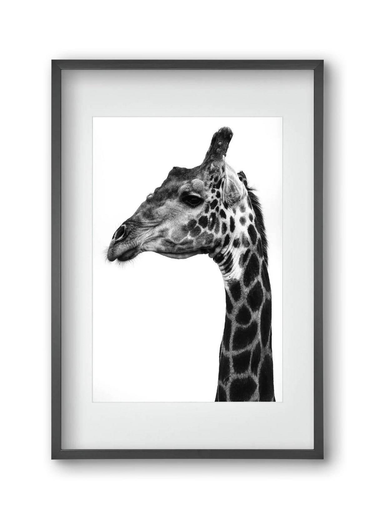Super safari - artbridge