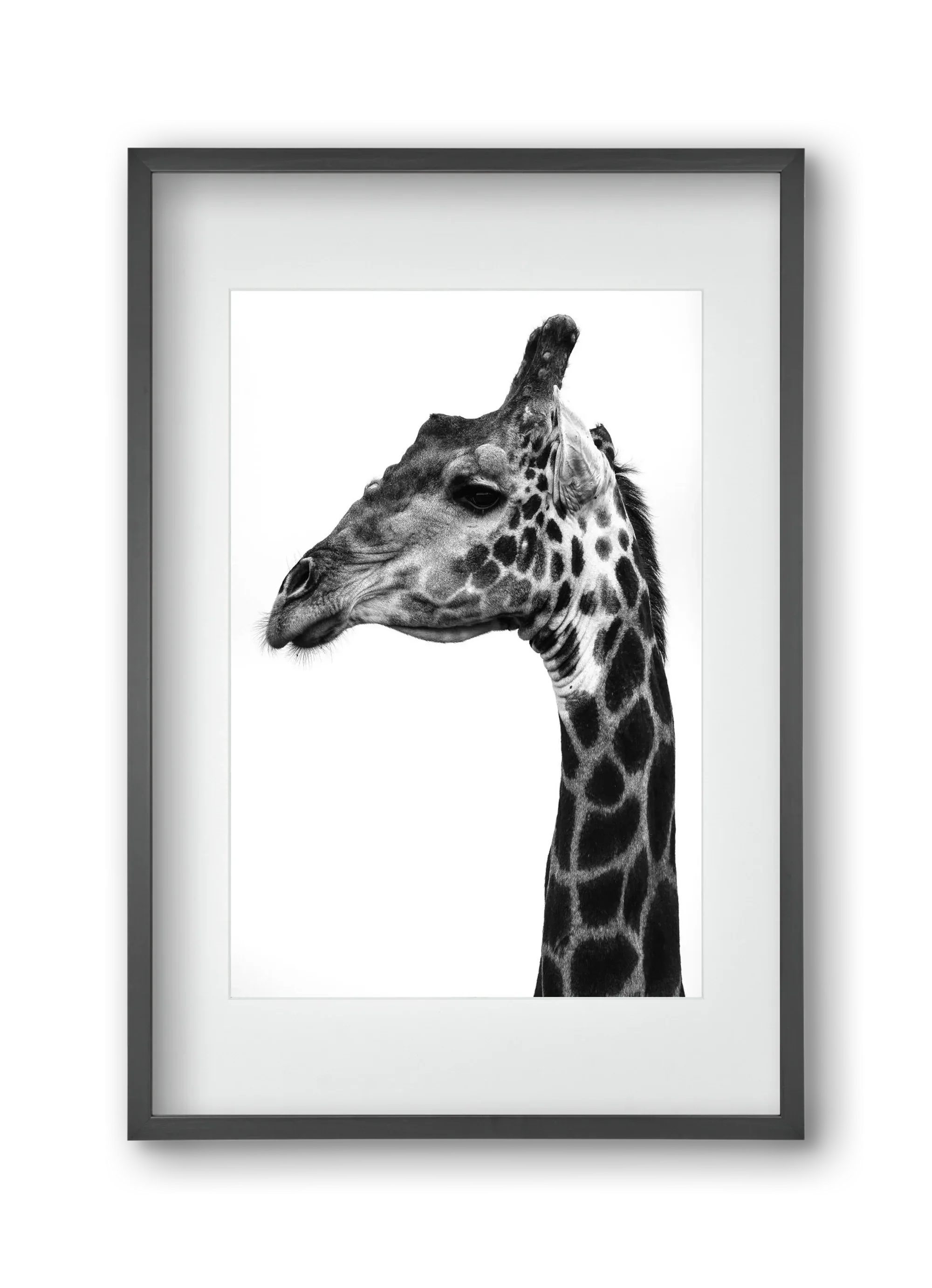Super safari - artbridge