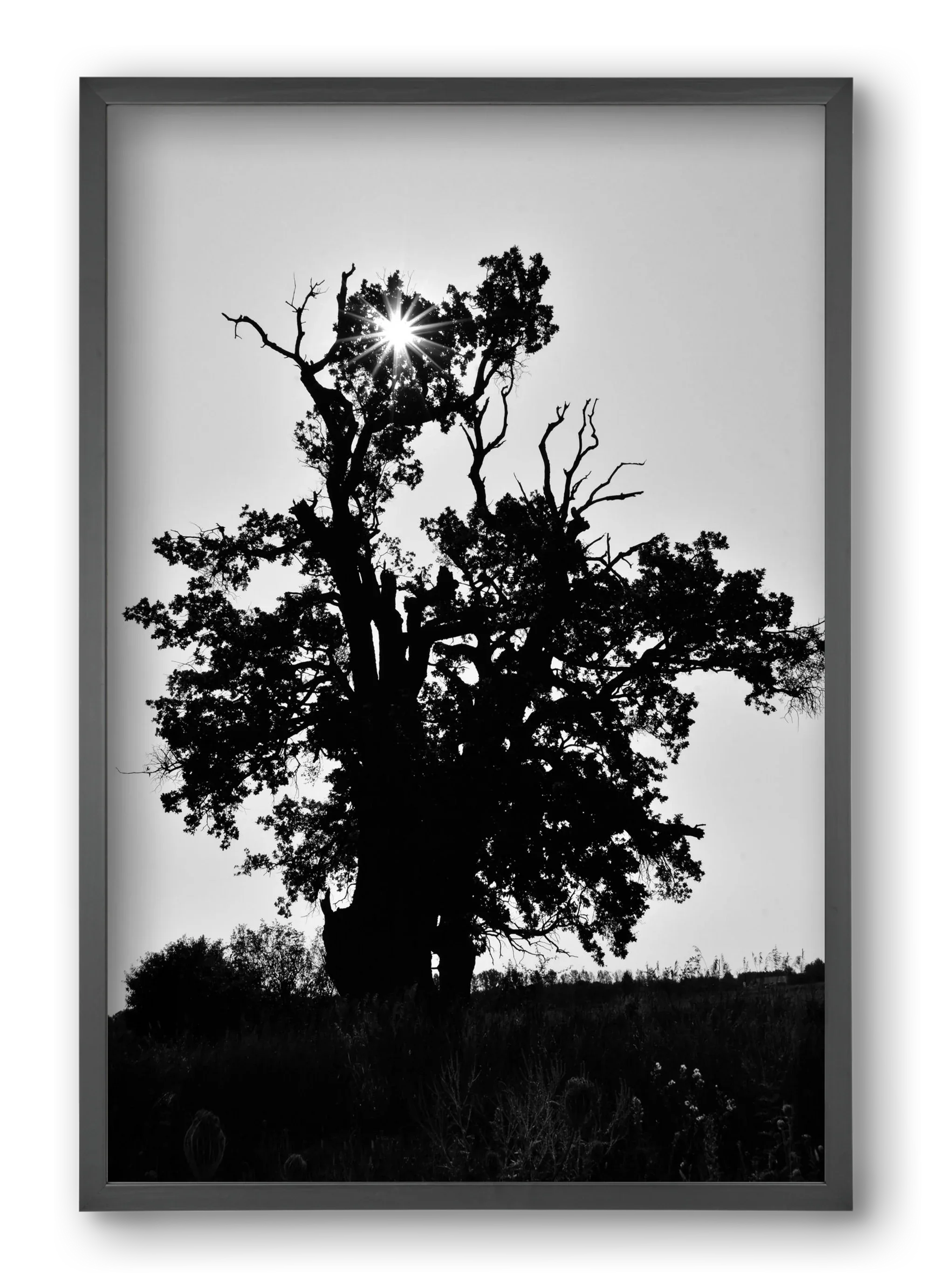 The Oak - artbridge