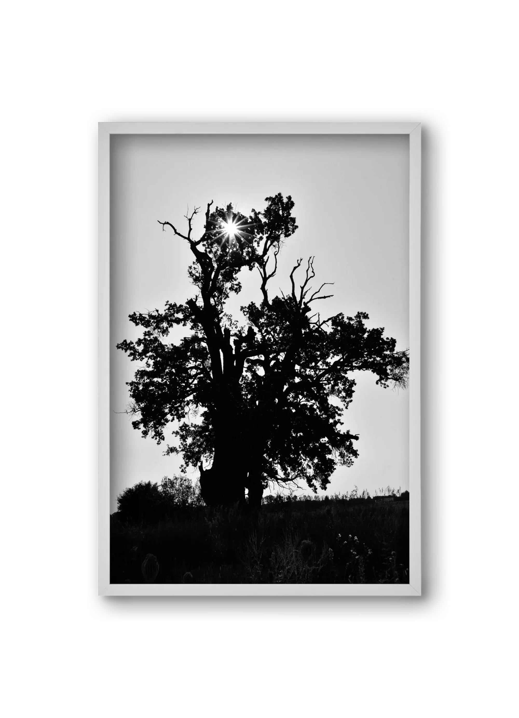 The Oak - artbridge