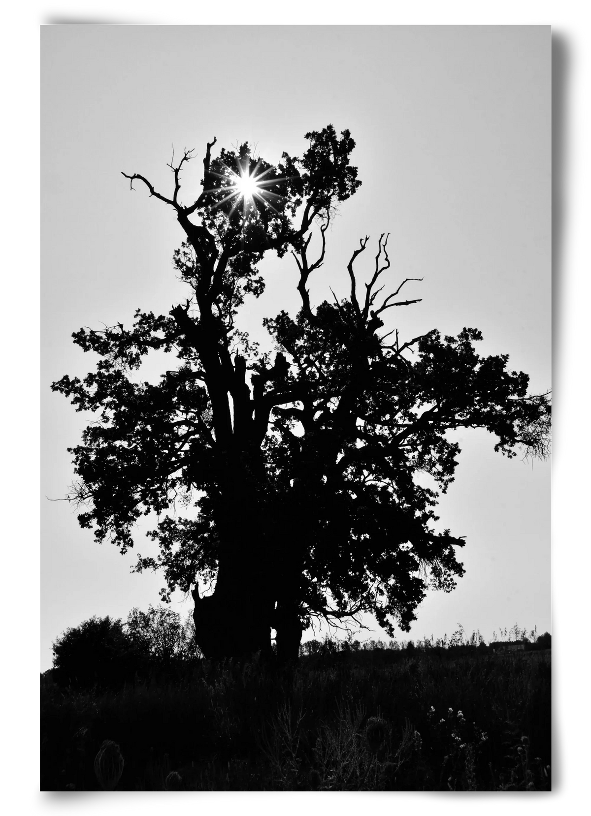 The Oak - artbridge